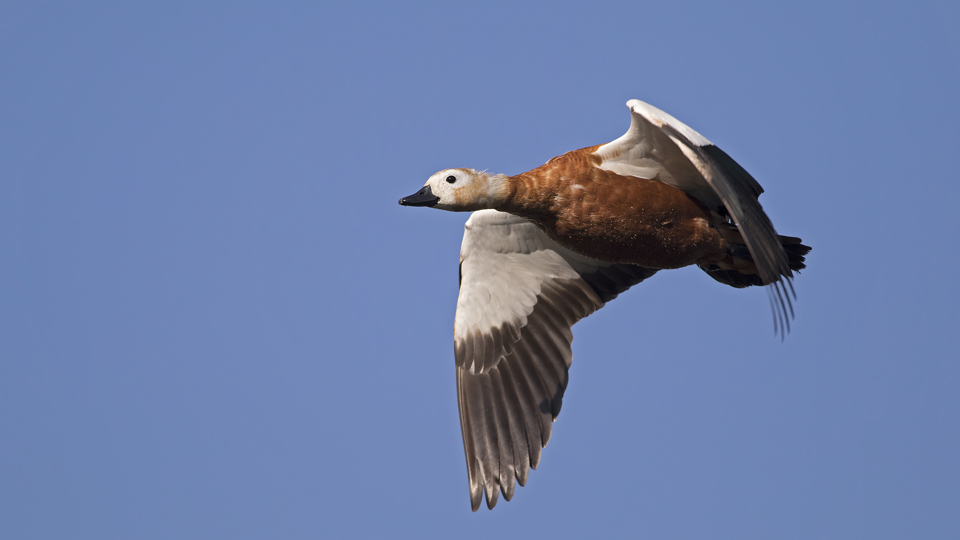 Angıt » Ruddy Shelduck » Tadorna ferruginea