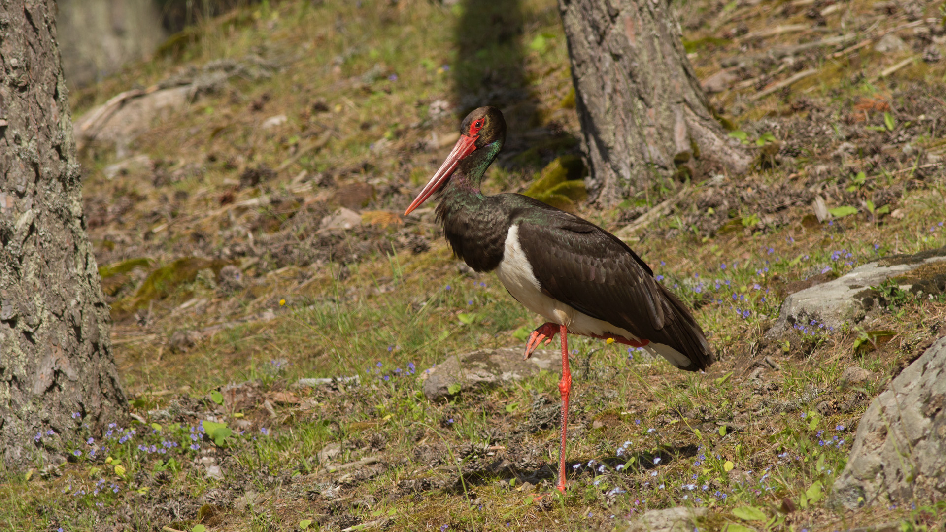 Kara leylek » Black Stork » Ciconia nigra