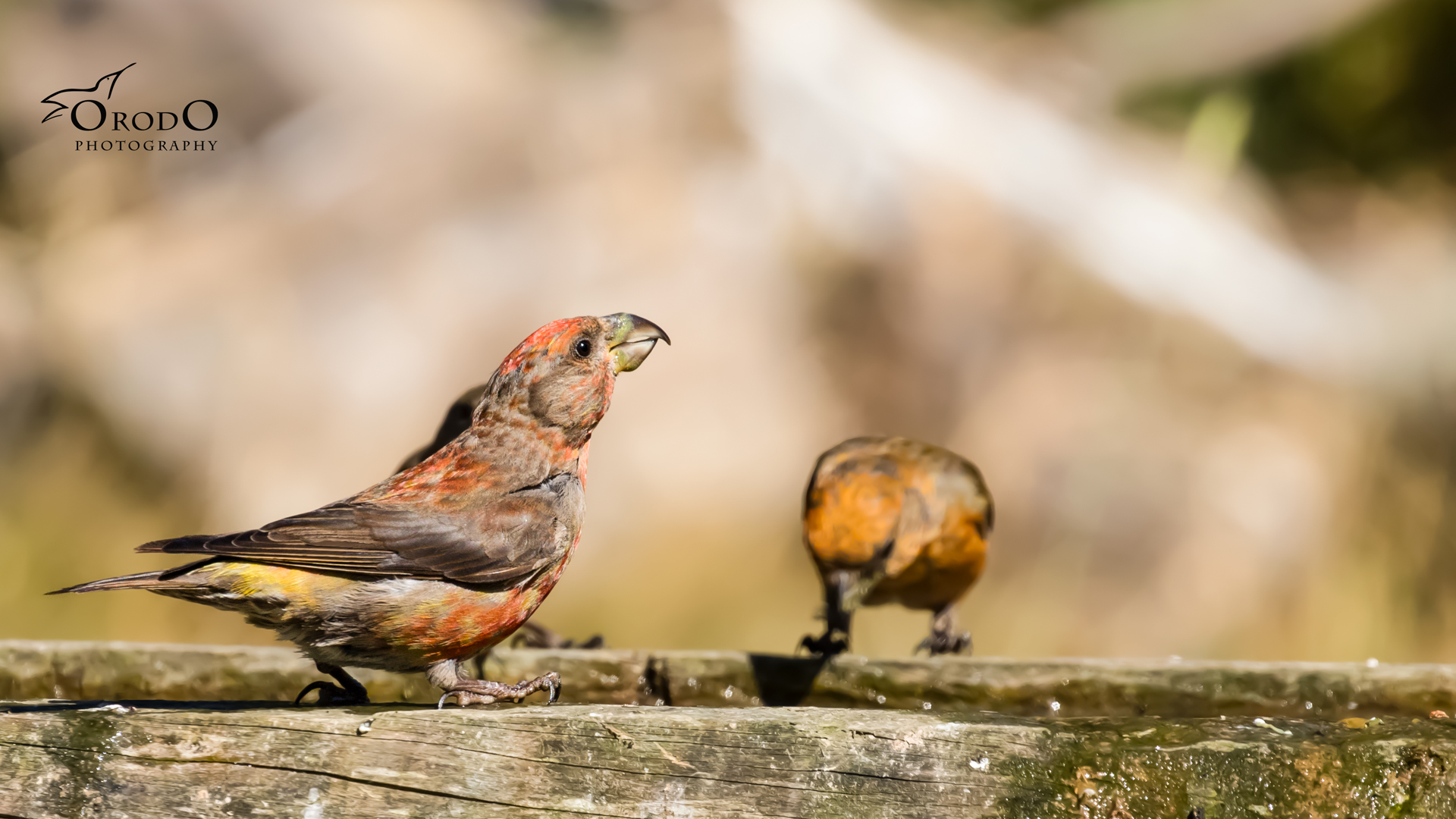 Çaprazgaga » Red Crossbill » Loxia curvirostra