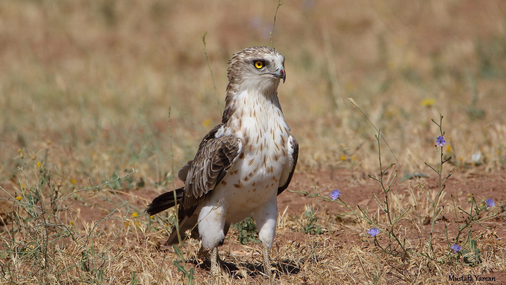 Yılan kartalı » Short-toed Snake Eagle » Circaetus gallicus