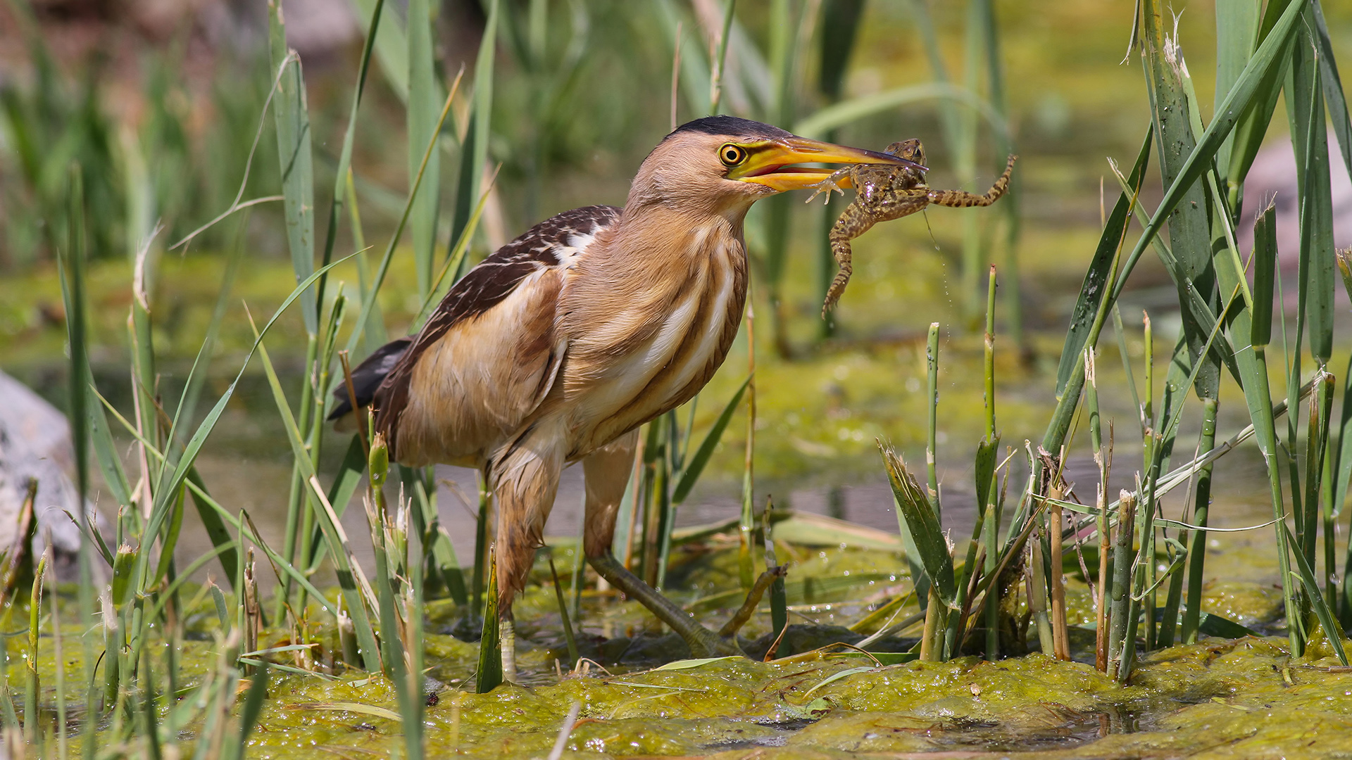 Küçük balaban » Little Bittern » Ixobrychus minutus