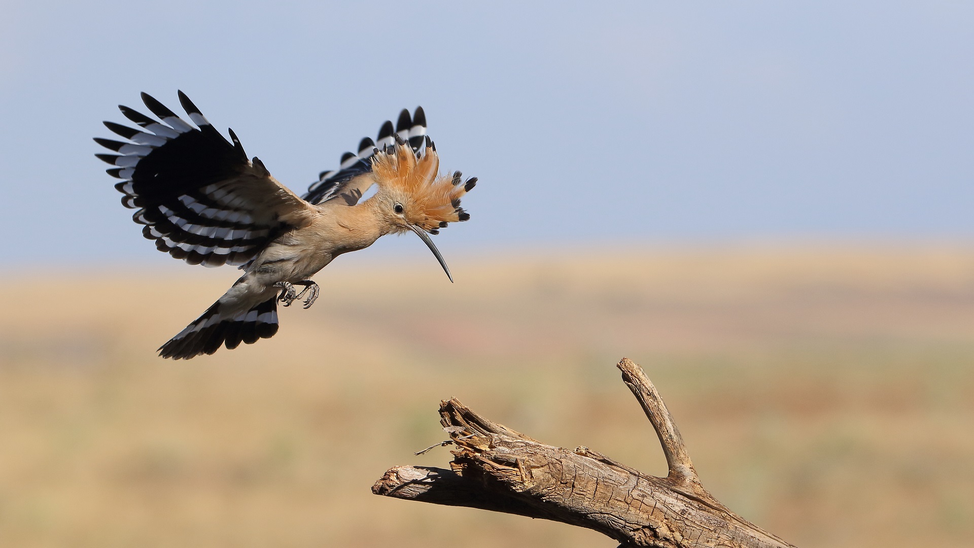 İbibik » Eurasian Hoopoe » Upupa epops