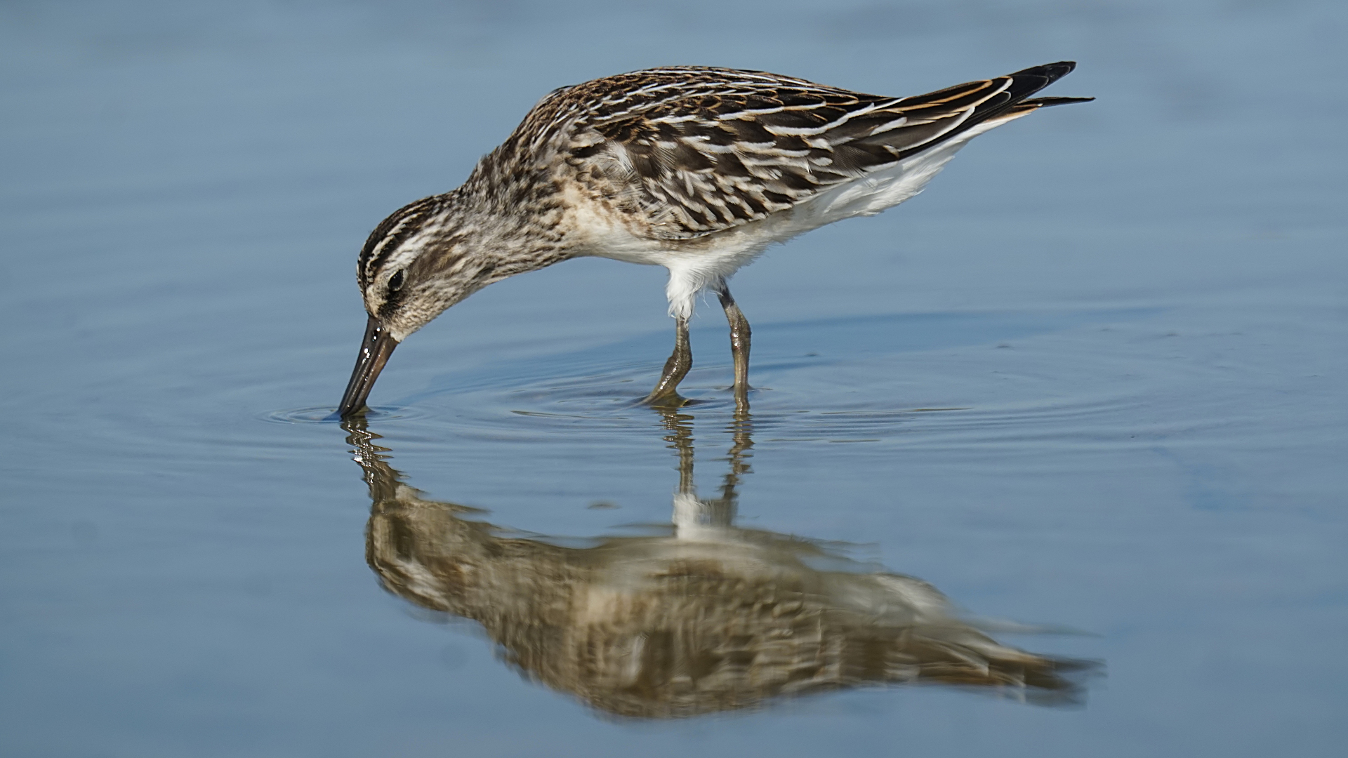 Sürmeli kumkuşu » Broad-billed Sandpiper » Limicola falcinellus