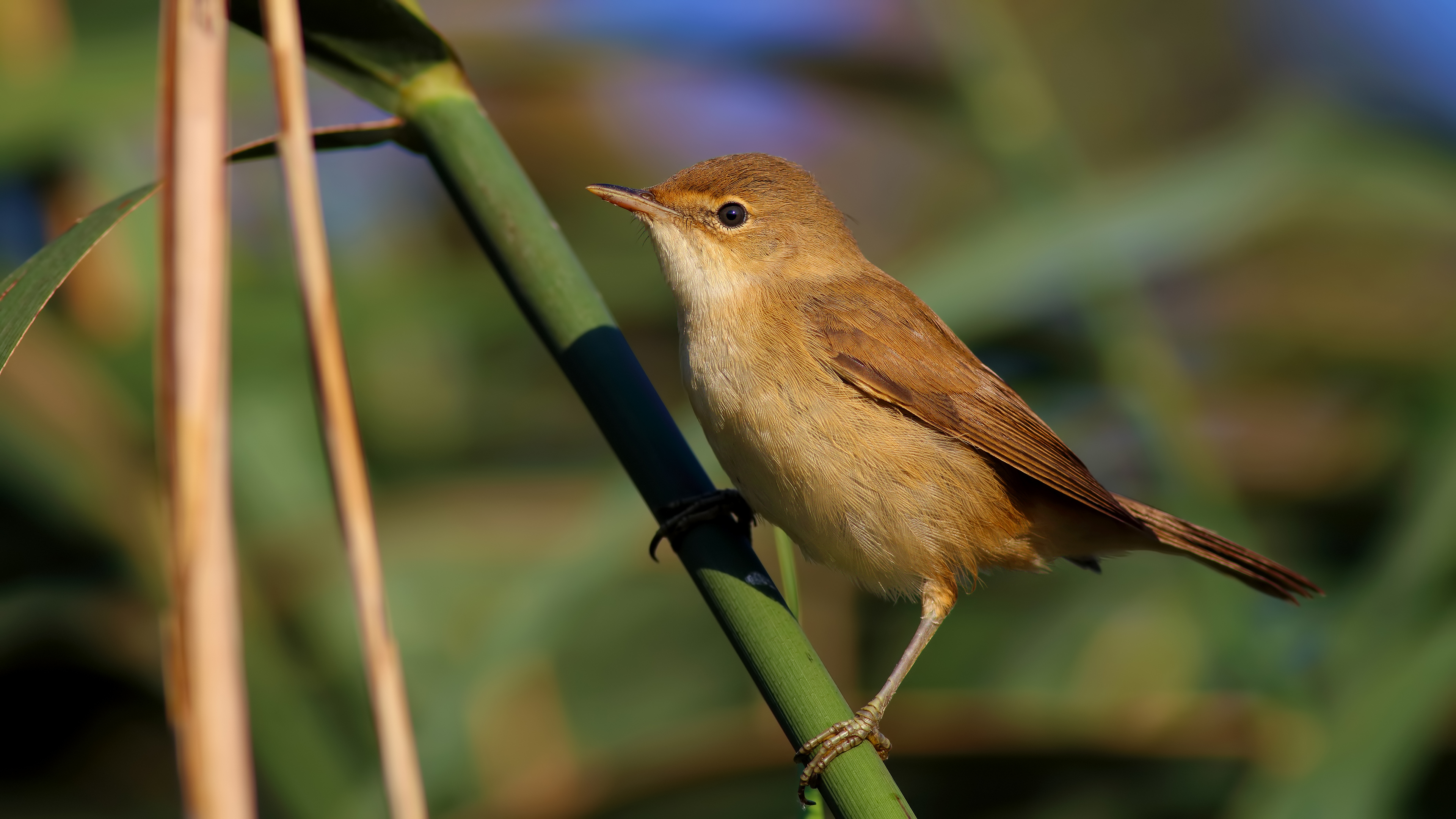 Saz kamışçını » Eurasian Reed Warbler » Acrocephalus scirpaceus