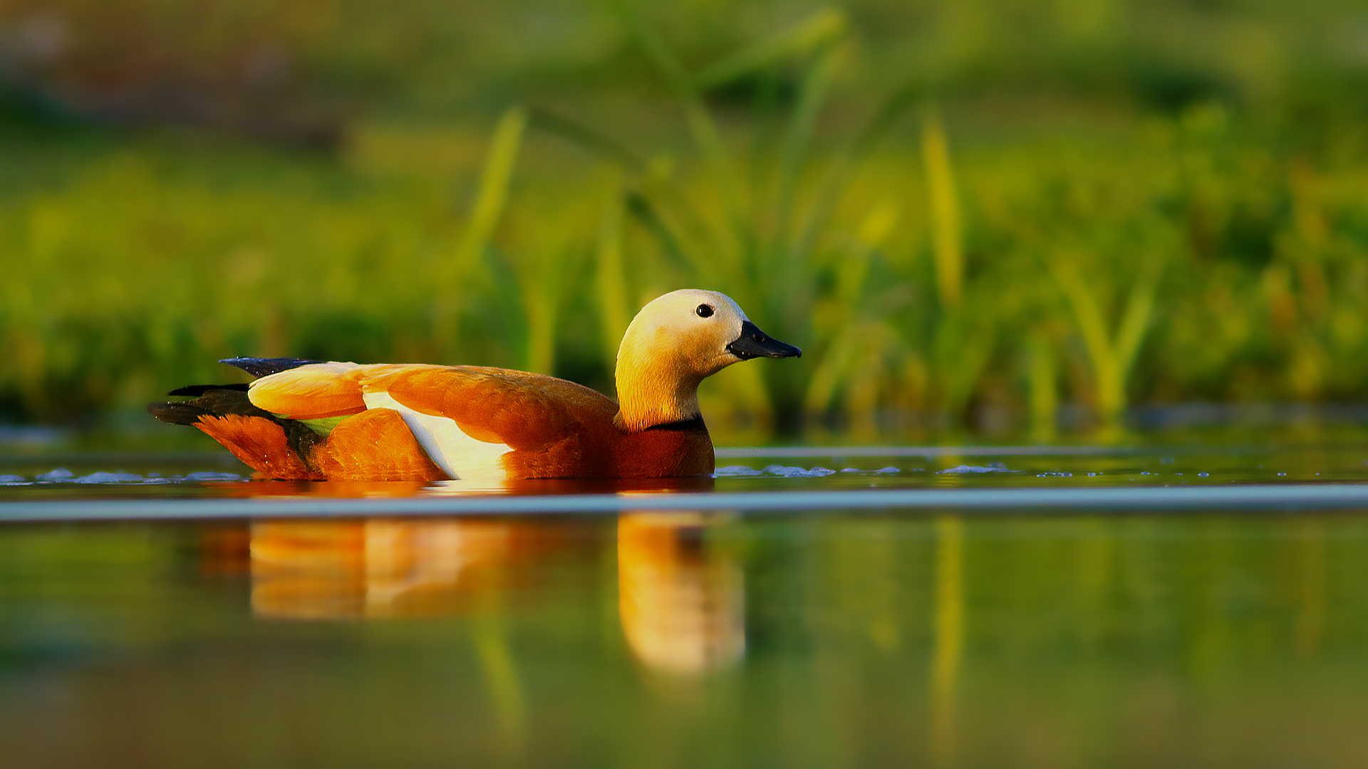 Angıt » Ruddy Shelduck » Tadorna ferruginea