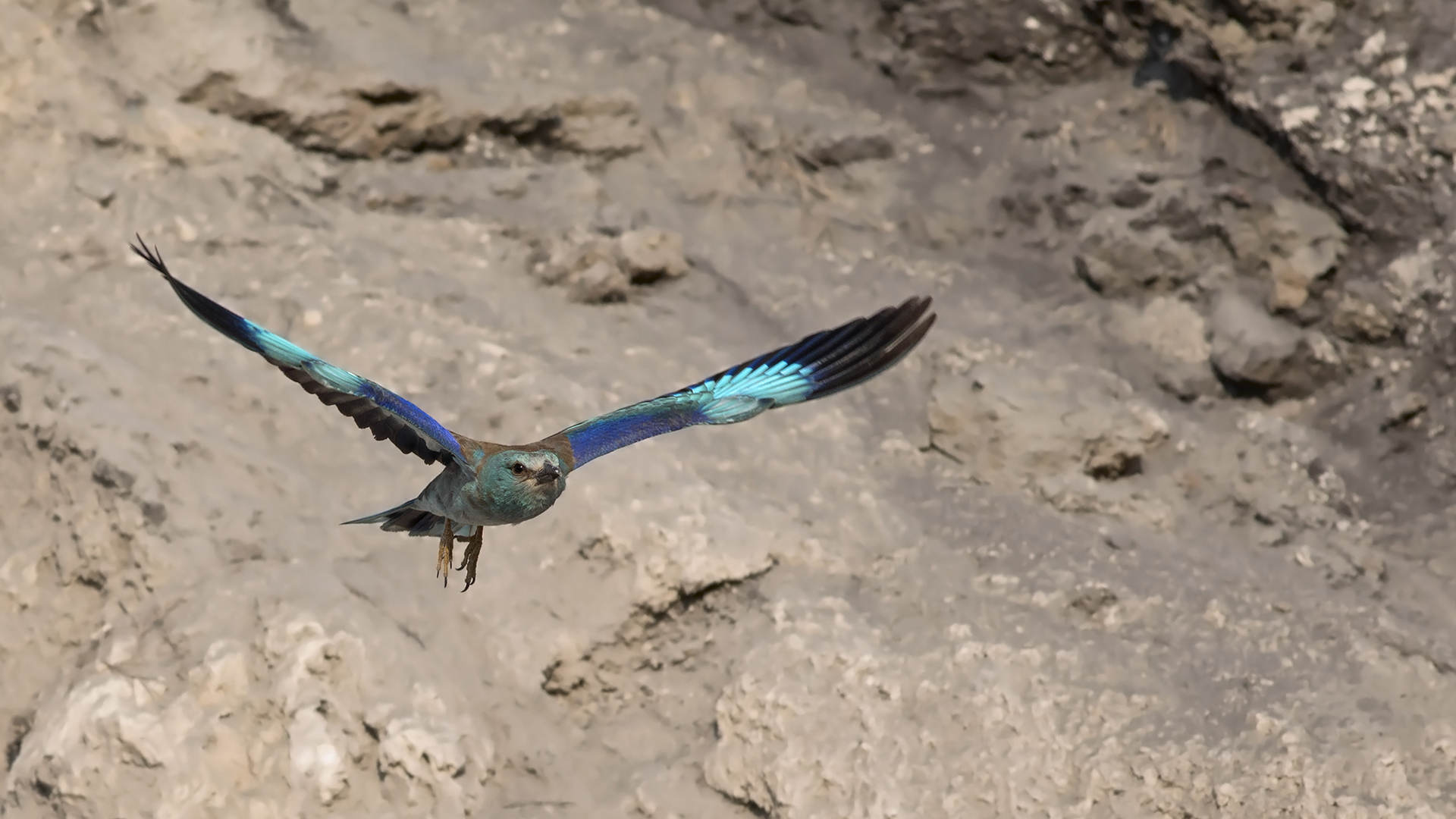 Gökkuzgun » European Roller » Coracias garrulus