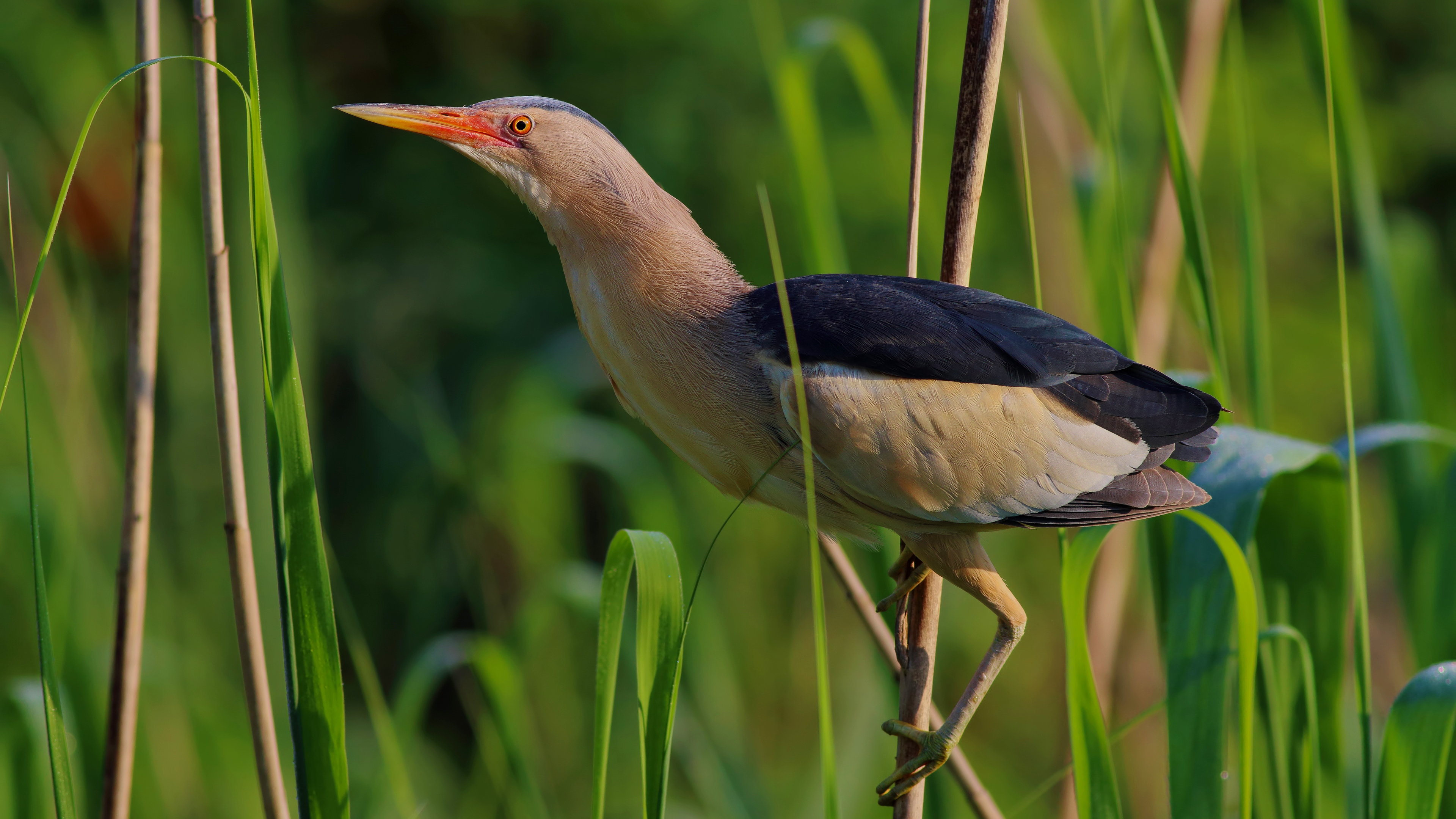 Küçük balaban » Little Bittern » Ixobrychus minutus