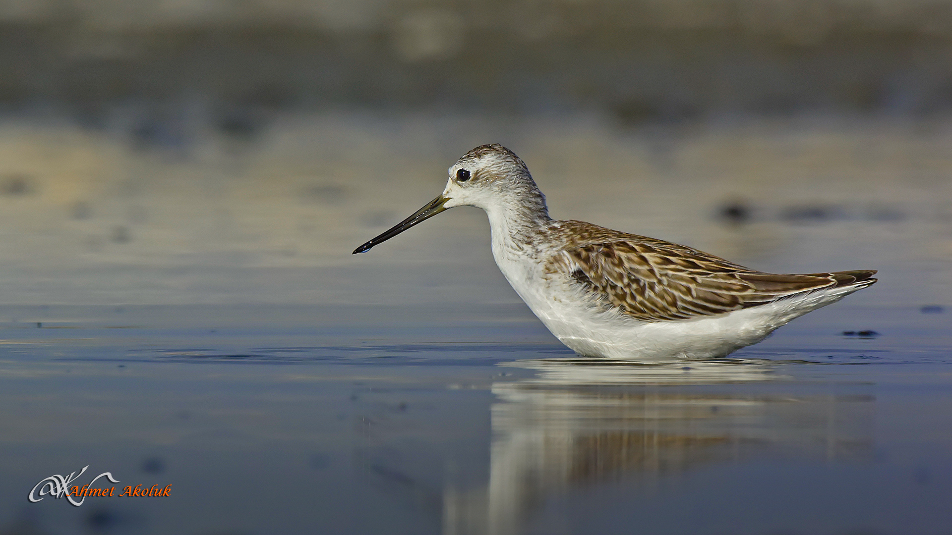 Bataklık düdükçünü » Marsh Sandpiper » Tringa stagnatilis