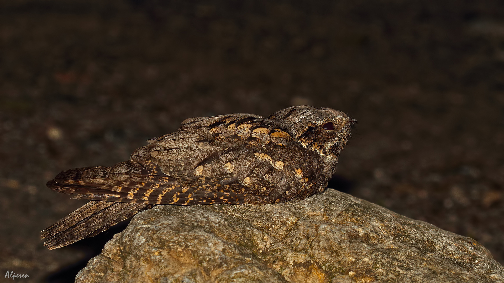 Çobanaldatan » European Nightjar » Caprimulgus europaeus