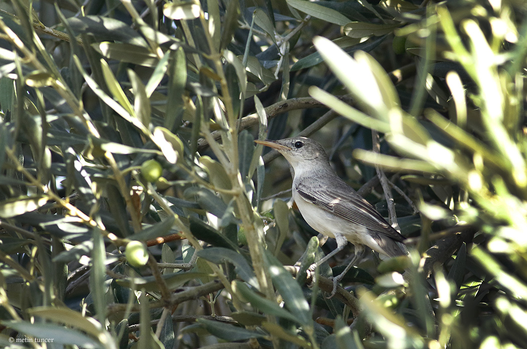 Zeytin mukallidi