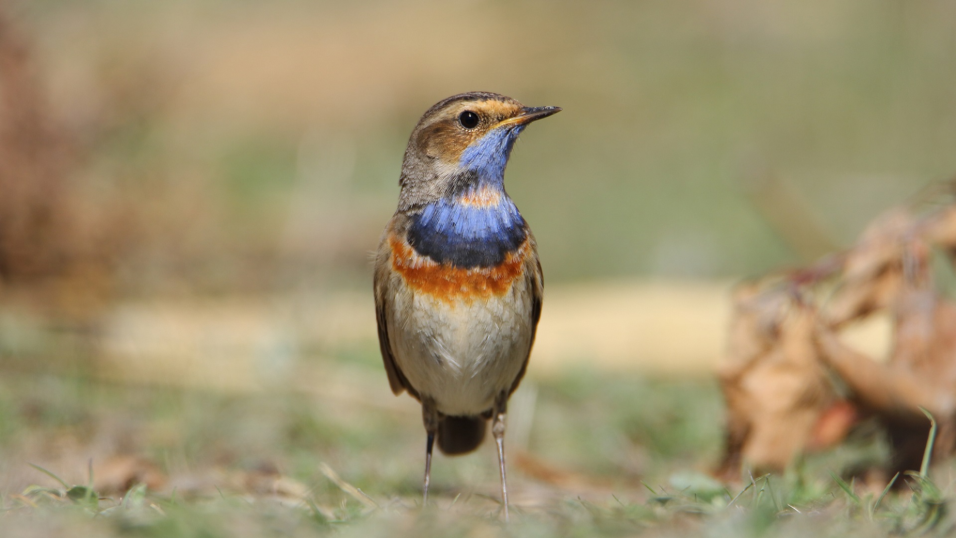 Mavigerdan » Bluethroat » Luscinia svecica