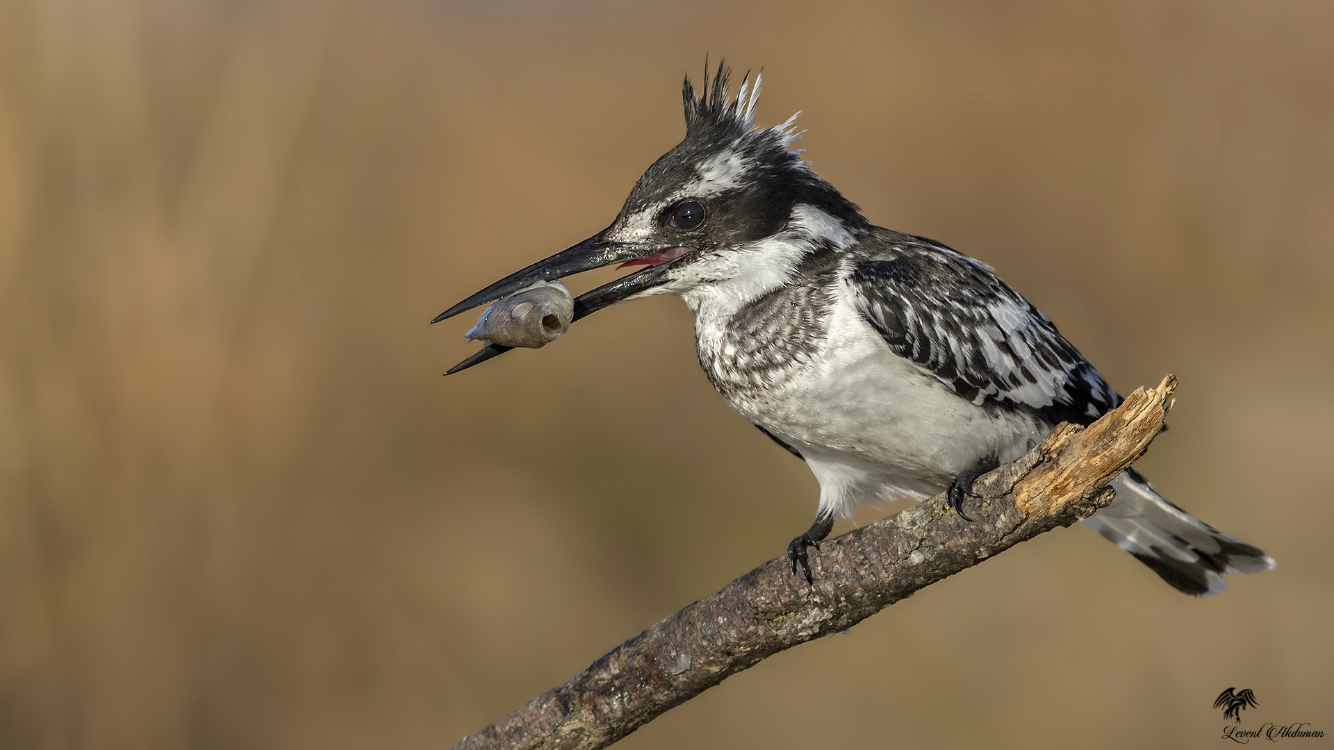 Alaca yalıçapkını » Pied Kingfisher » Ceryle rudis