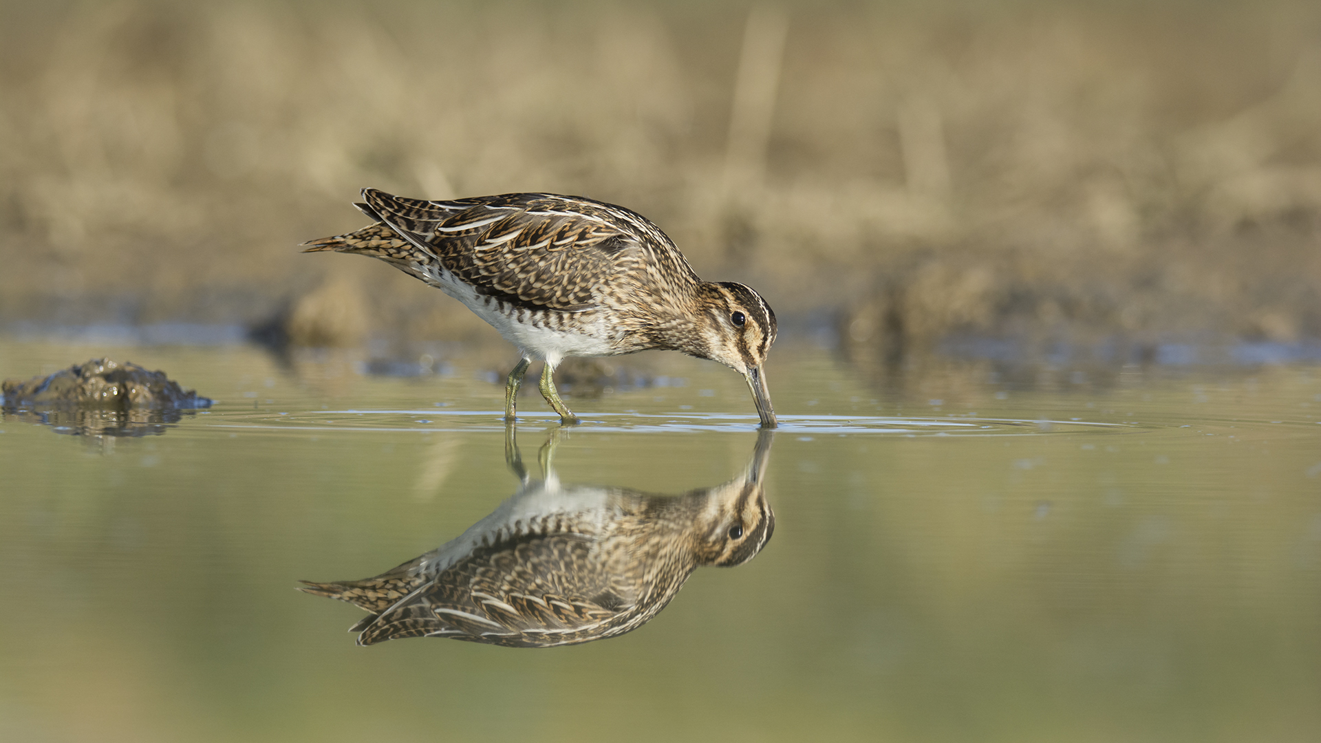 Suçulluğu » Common Snipe » Gallinago gallinago