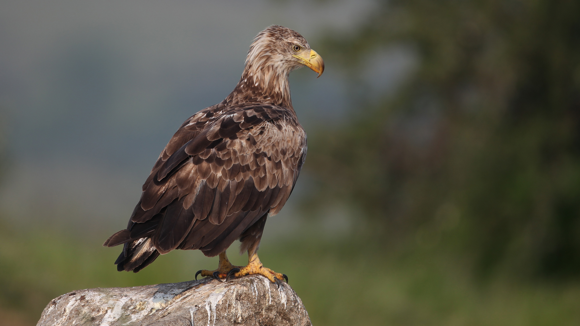 Akkuyruklu kartal » White-tailed Eagle » Haliaeetus albicilla