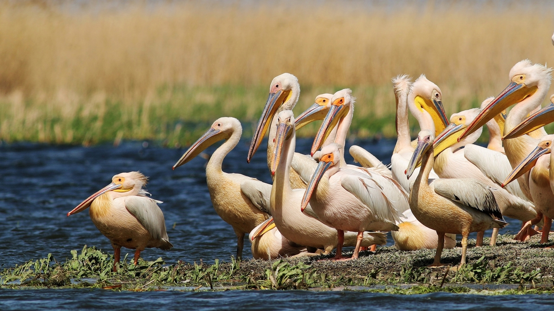 Ak pelikan » Great White Pelican » Pelecanus onocrotalus