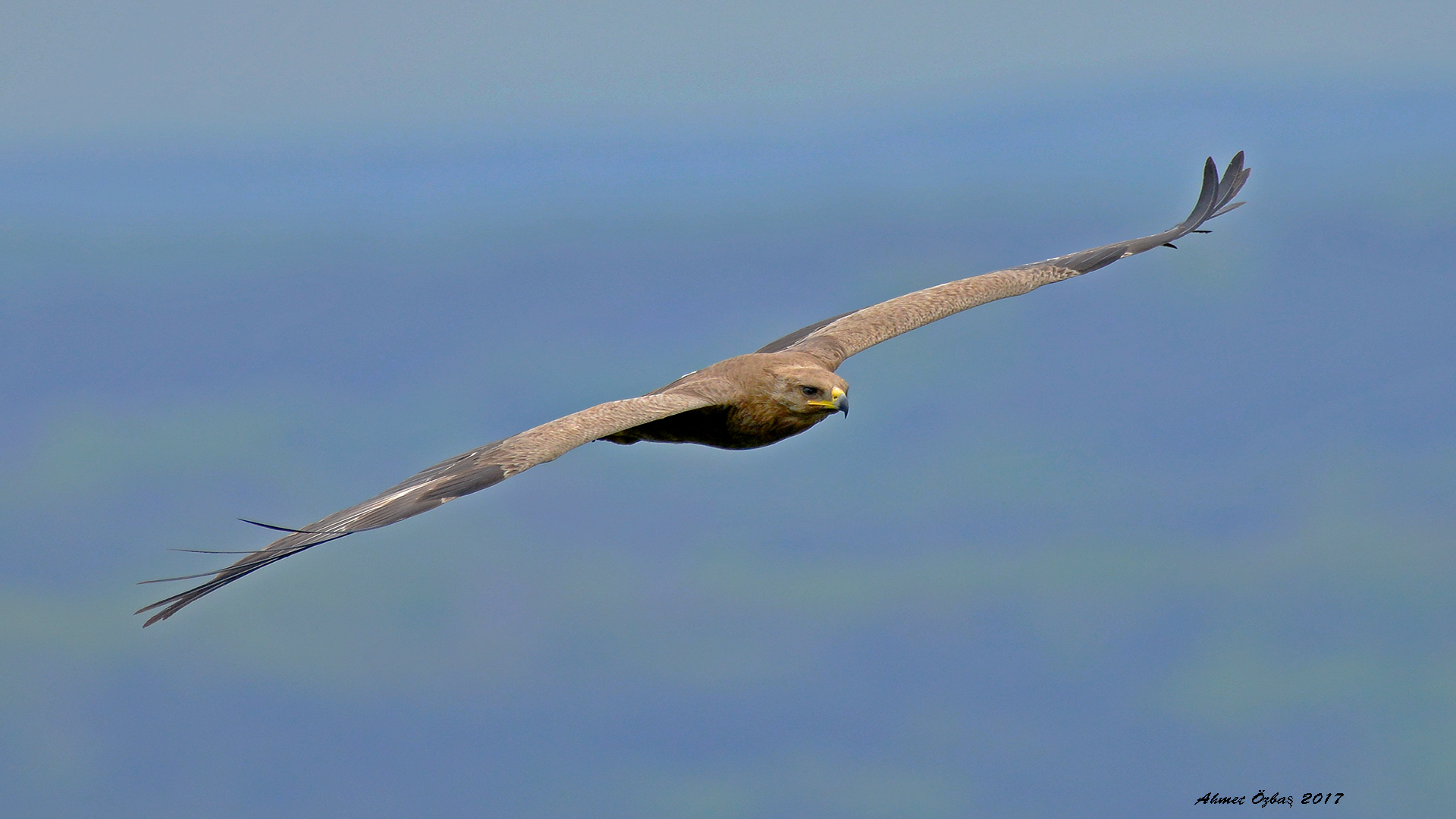 Küçük orman kartalı » Lesser Spotted Eagle » Clanga pomarina