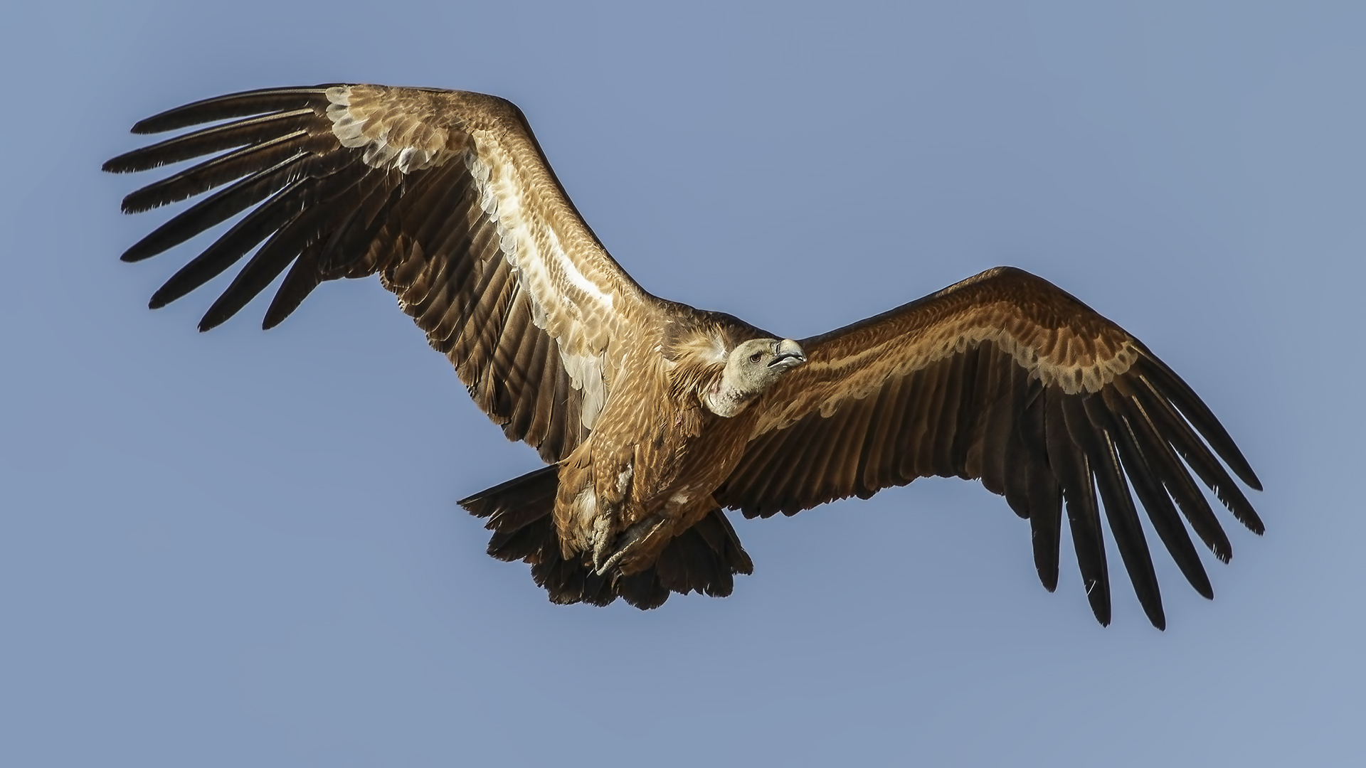 Kızıl akbaba » Griffon Vulture » Gyps fulvus