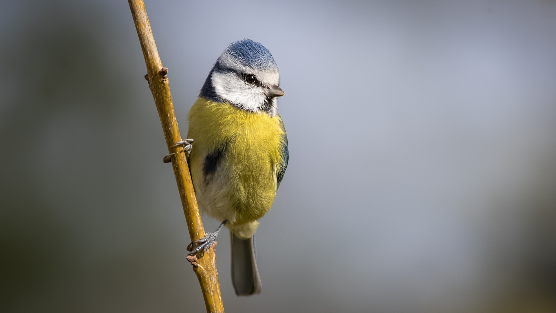 Mavi baştankara » Eurasian Blue Tit » Cyanistes caeruleus