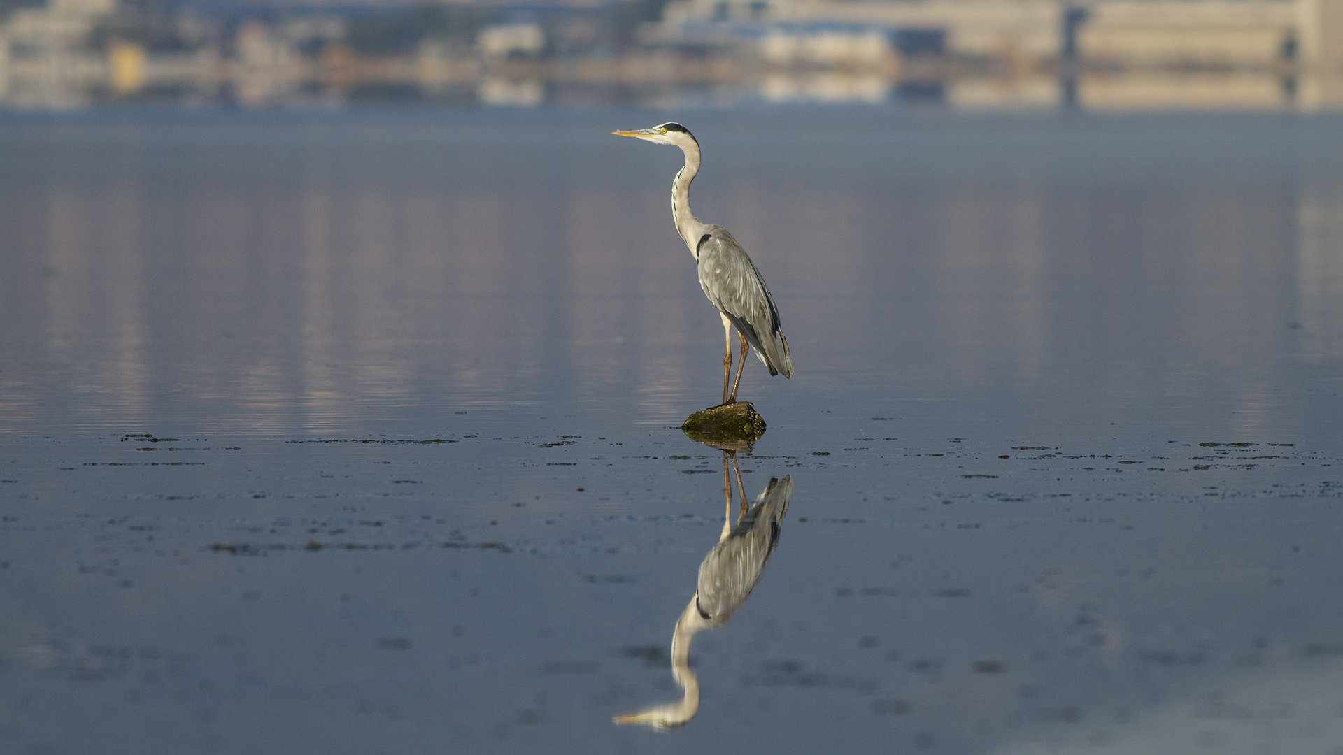 Gri balıkçıl » Grey Heron » Ardea cinerea