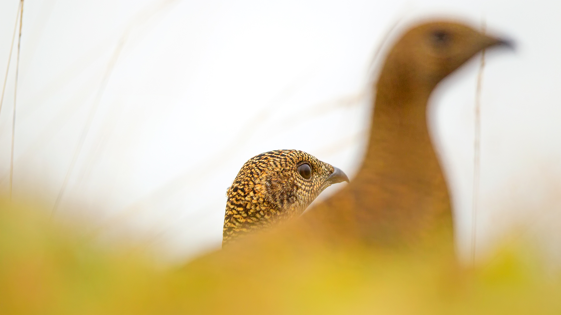 Dağhorozu » Caucasian Grouse » Lyrurus mlokosiewiczi