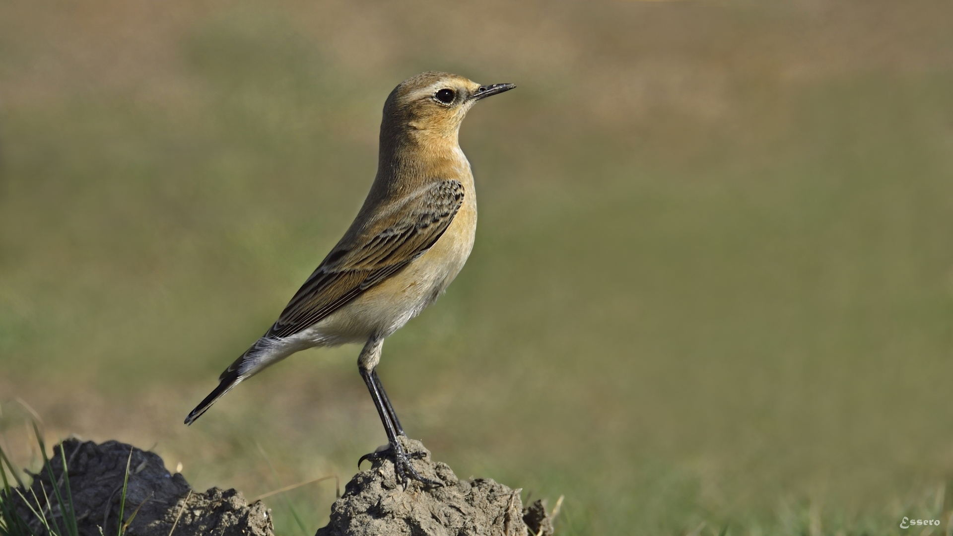 Kuyrukkakan » Northern Wheatear » Oenanthe oenanthe