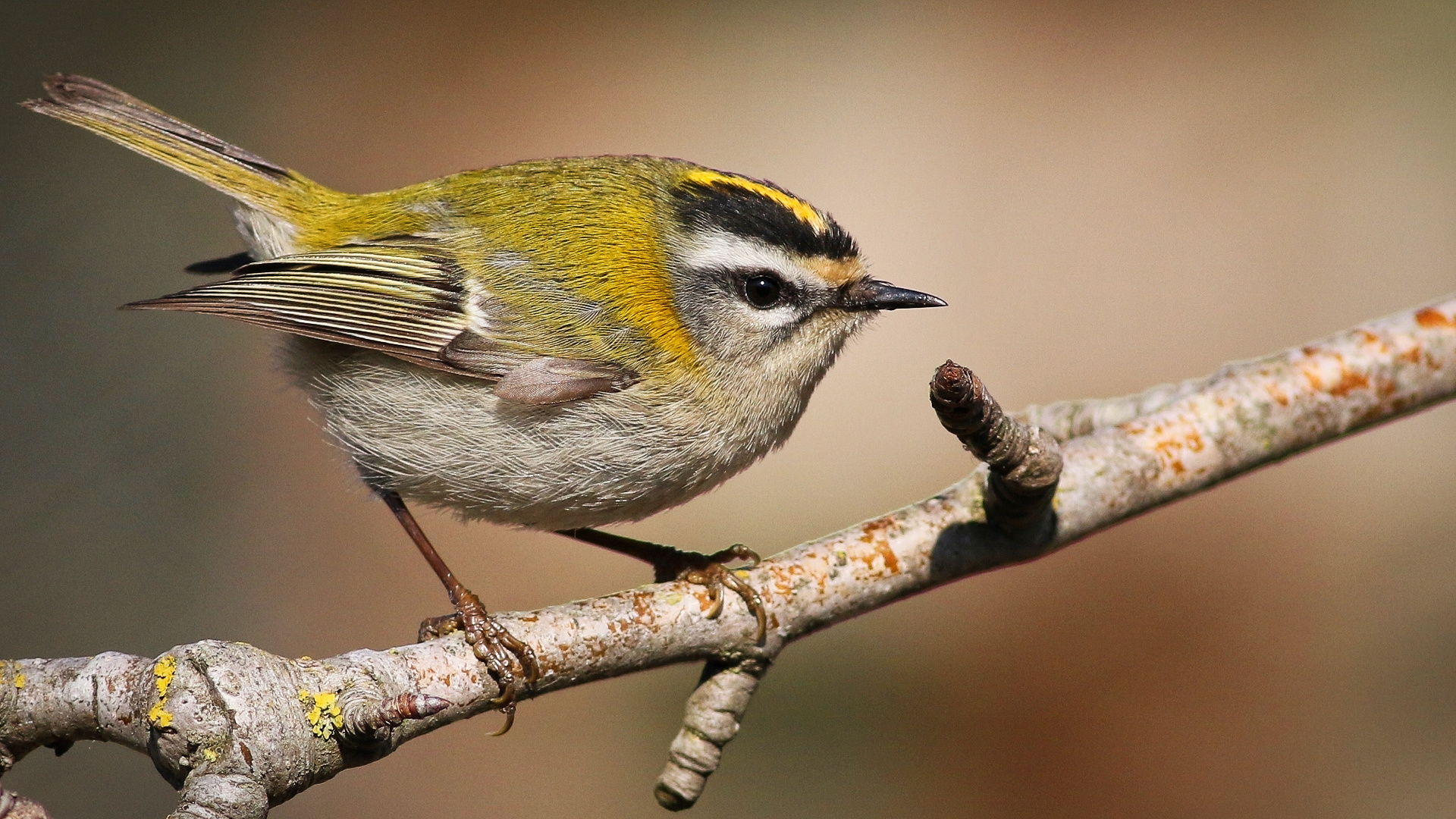 Sürmeli çalıkuşu » Common Firecrest » Regulus ignicapilla