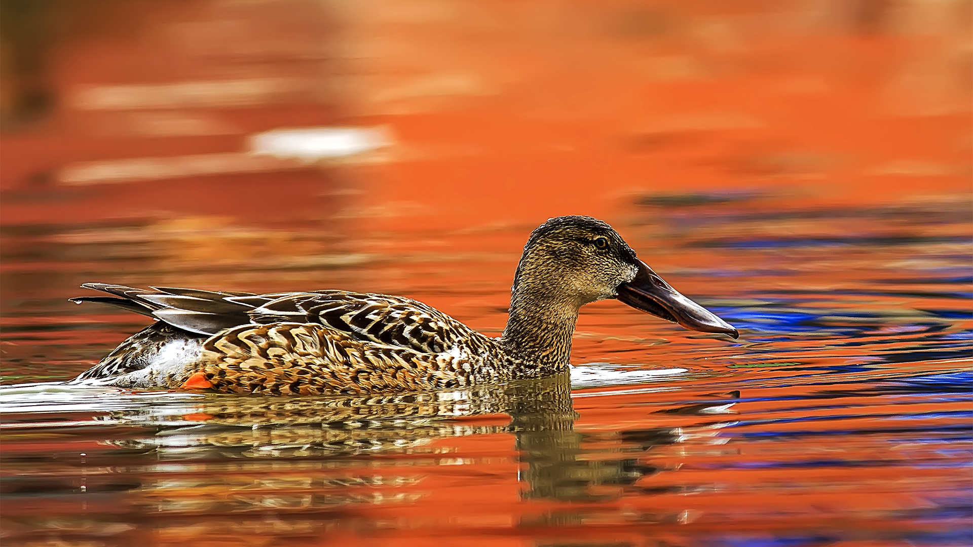 Kaşıkgaga » Northern Shoveler » Spatula clypeata