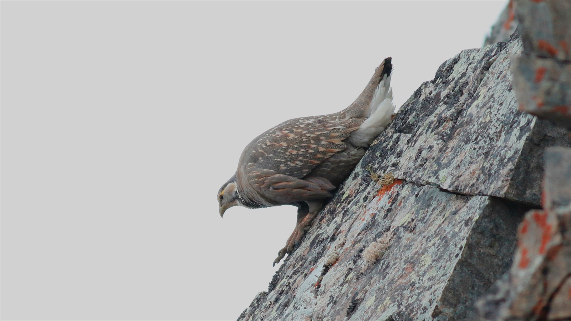 Urkeklik » Caspian Snowcock » Tetraogallus caspius