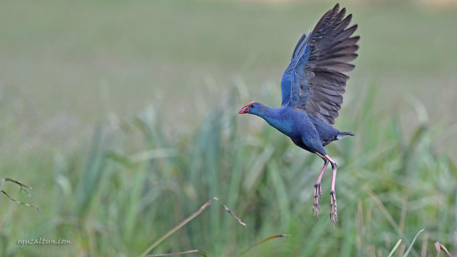 Sazhorozu » Purple Swamphen » Porphyrio porphyrio