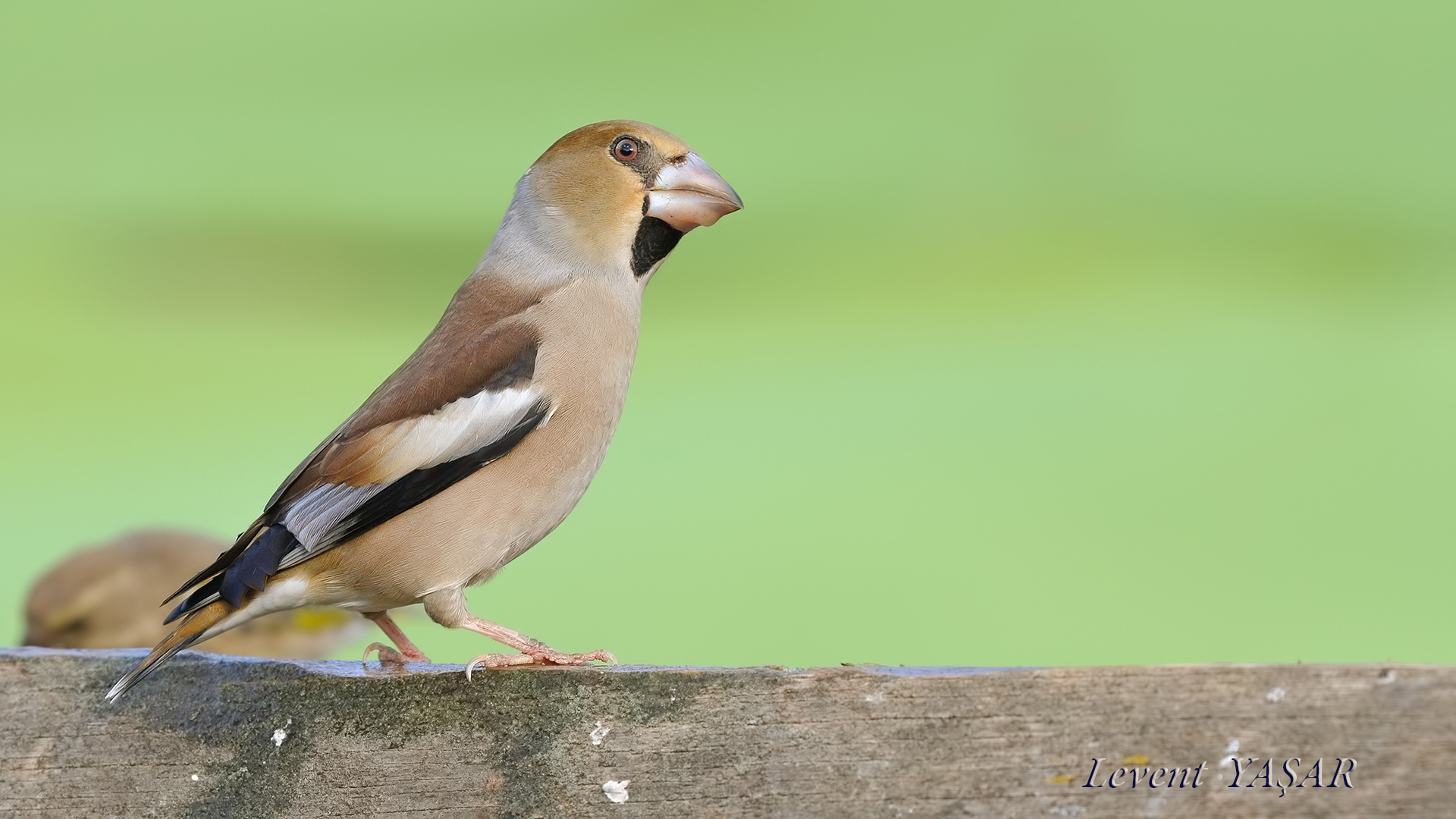 Kocabaş » Hawfinch » Coccothraustes coccothraustes