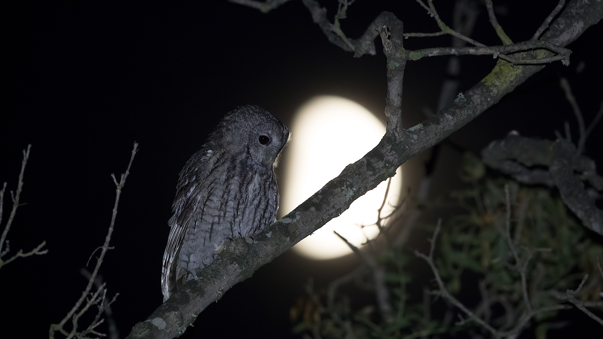 Alaca baykuş » Tawny Owl » Strix aluco