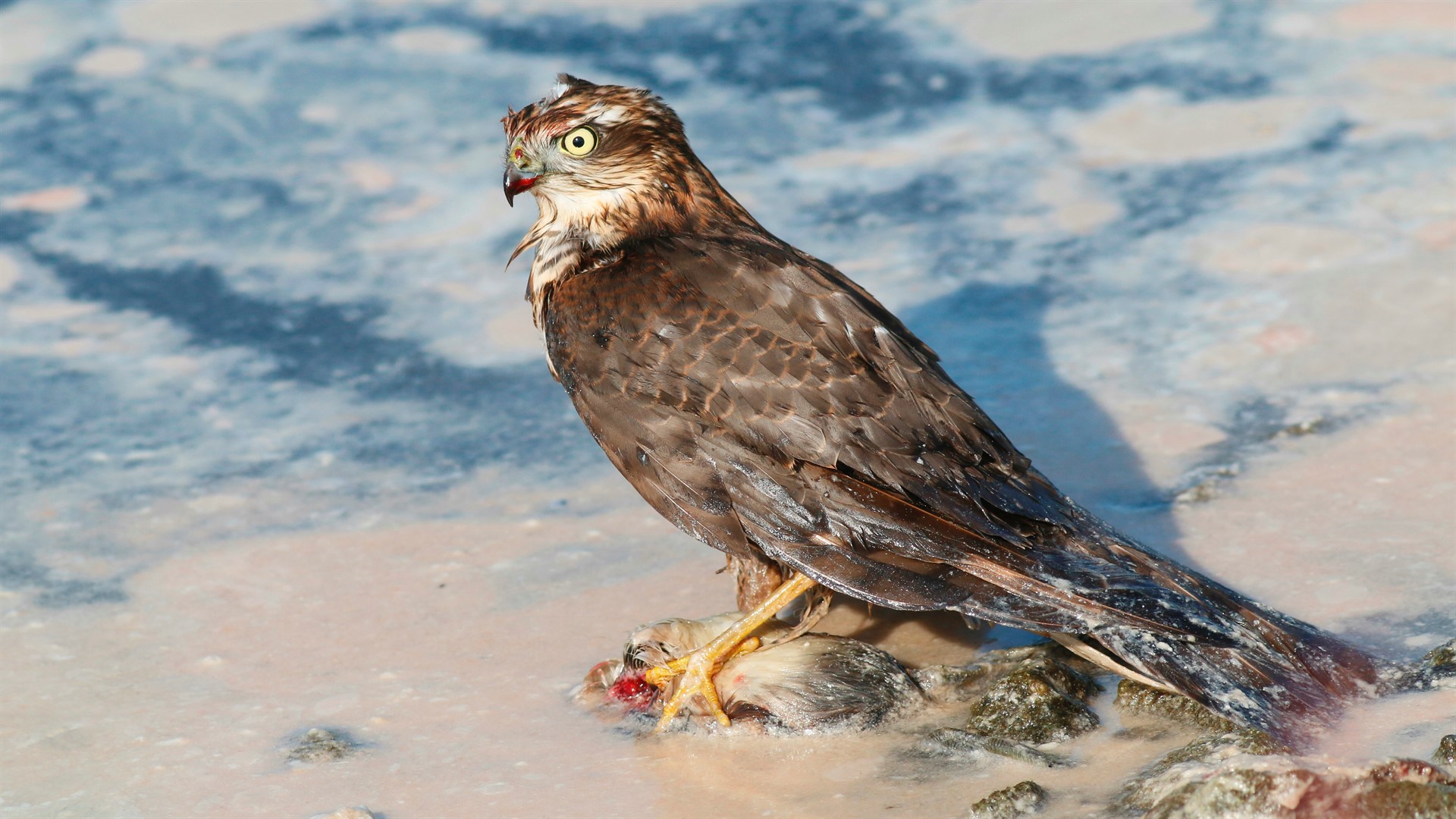 Atmaca » Eurasian Sparrowhawk » Accipiter nisus