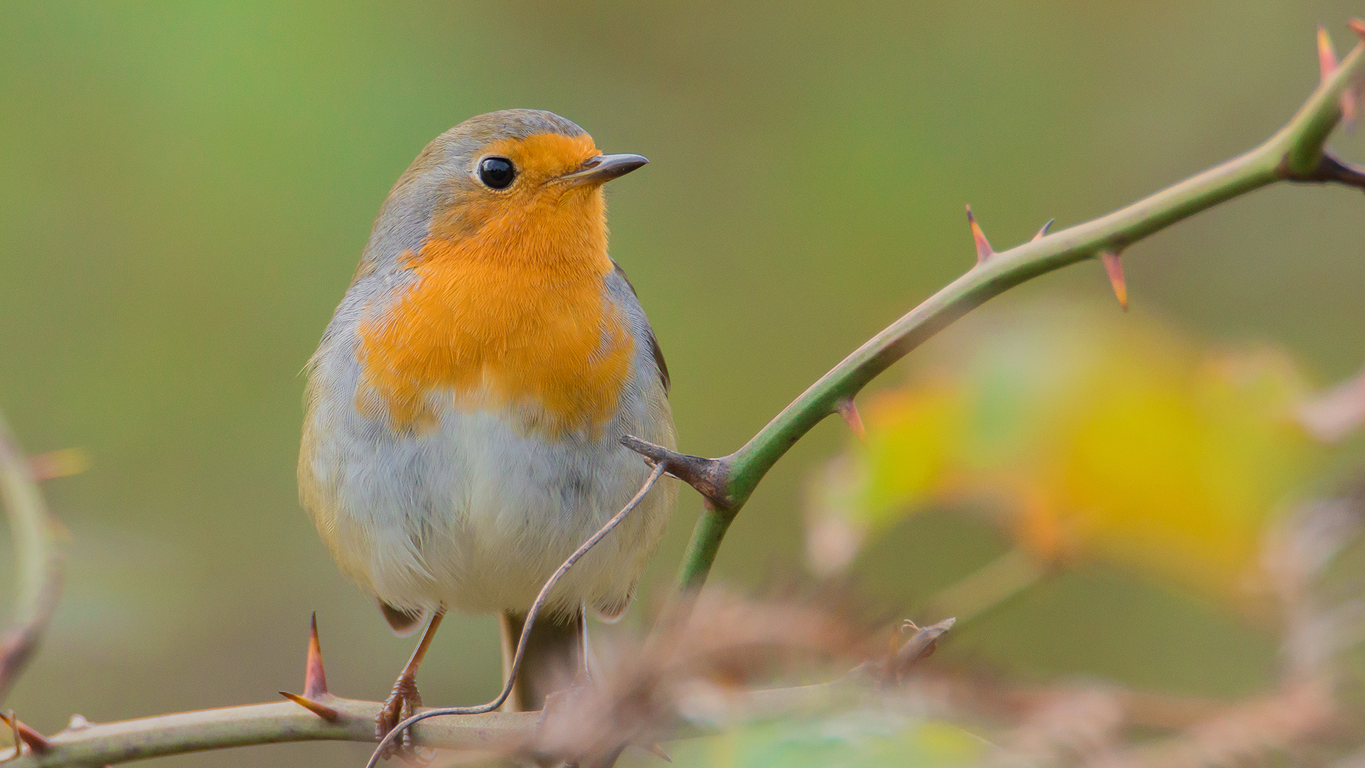 Kızılgerdan » European Robin » Erithacus rubecula