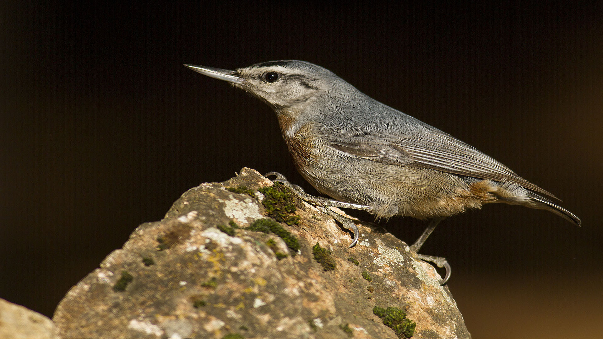 Anadolu sıvacısı » Krüper`s Nuthatch » Sitta krueperi