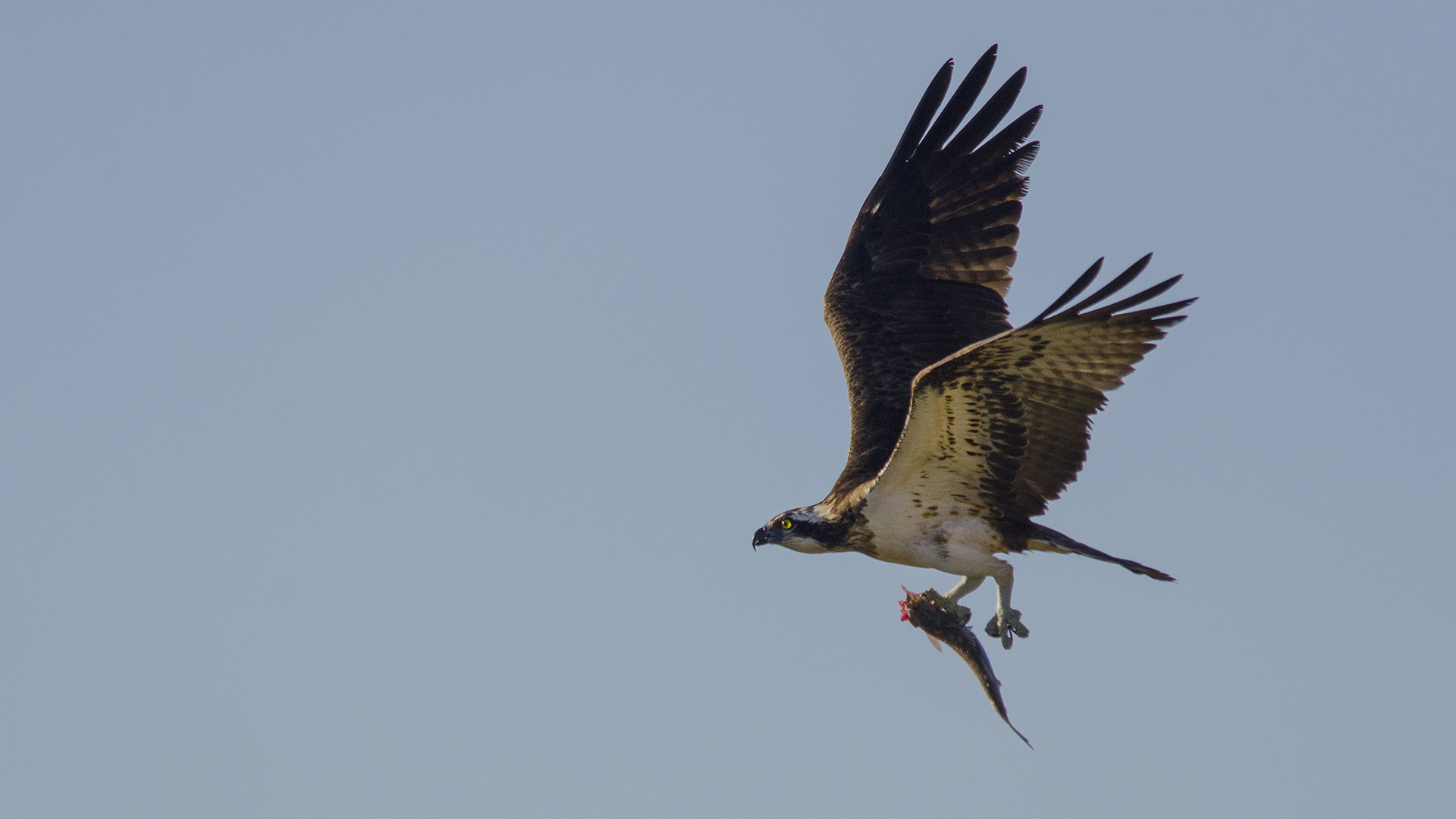 Balık kartalı » Western Osprey » Pandion haliaetus