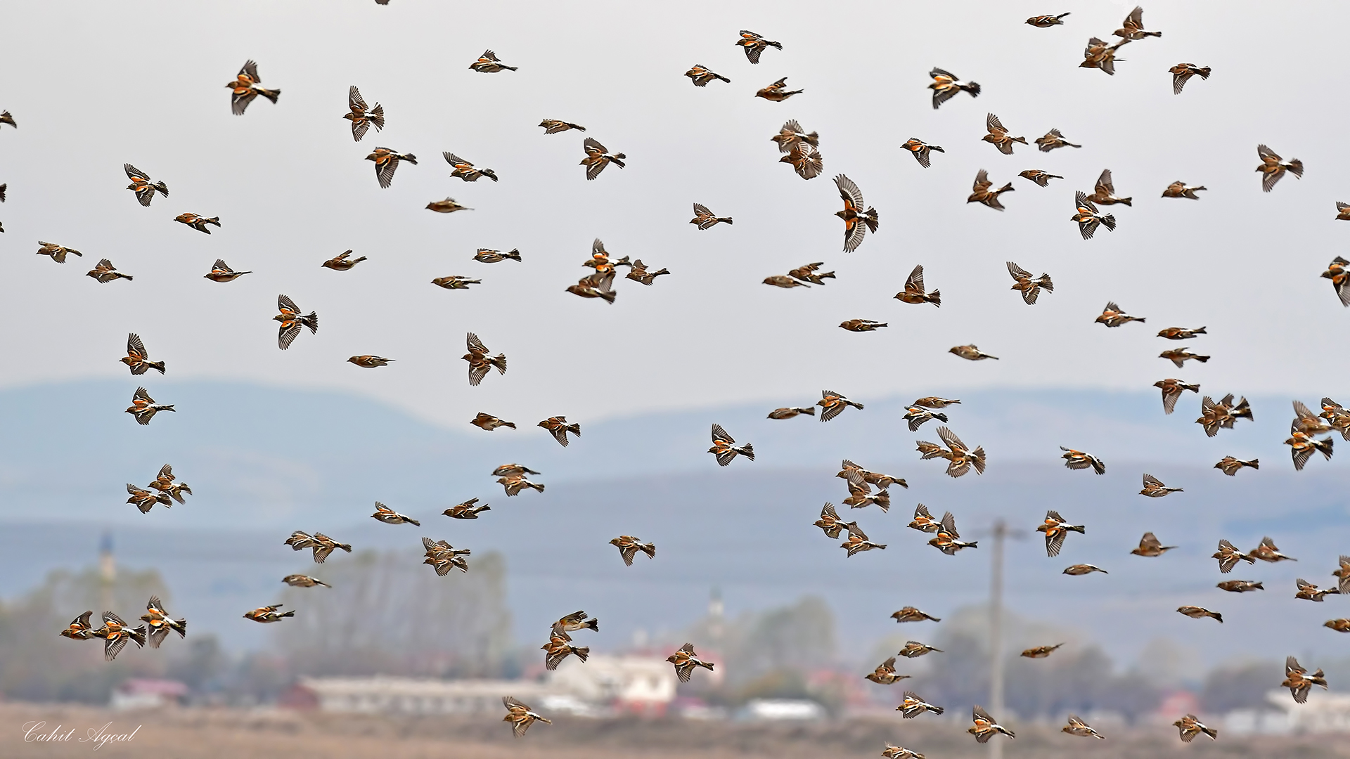 Dağ ispinozu » Brambling » Fringilla montifringilla