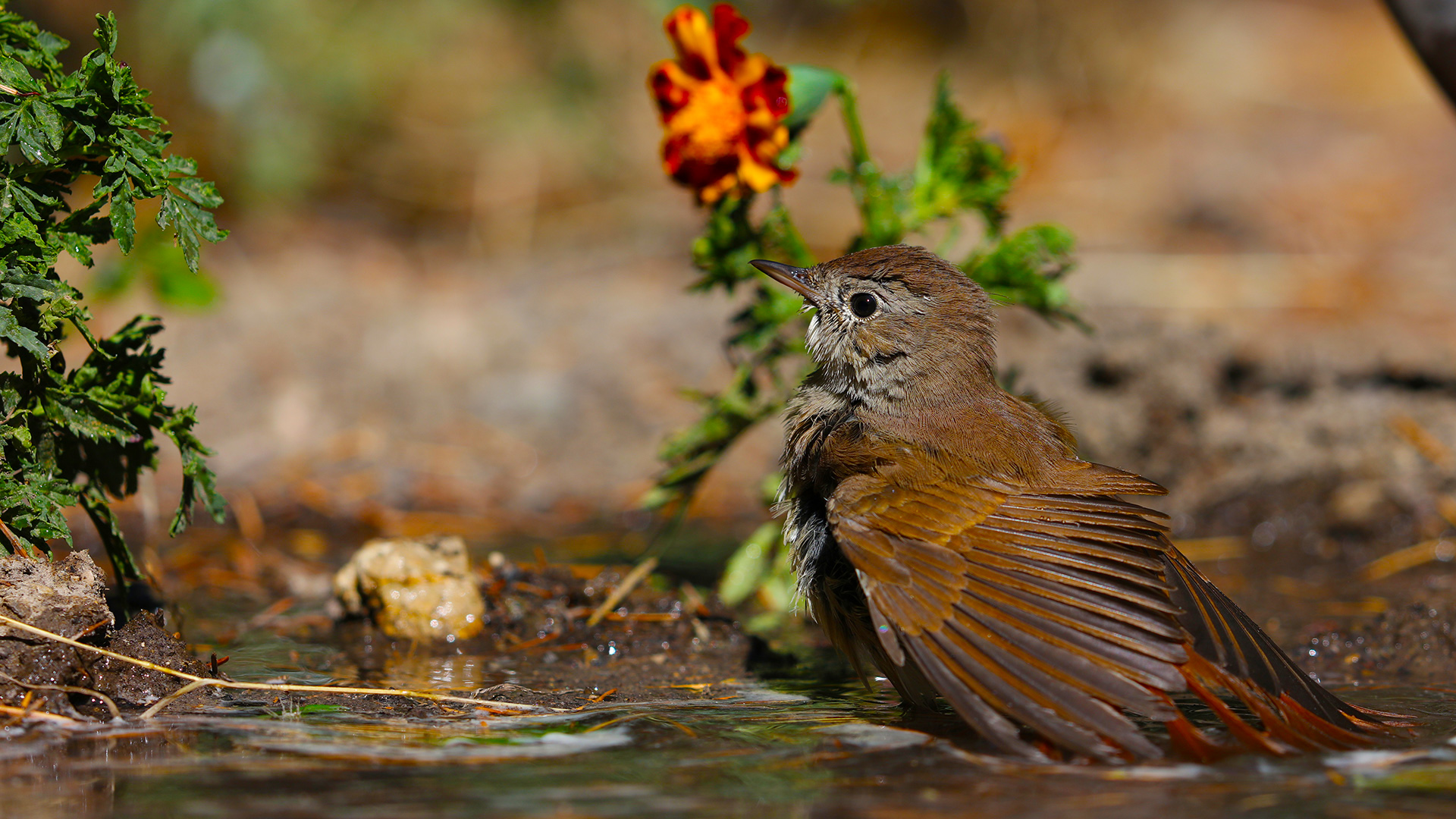 Bülbül » Common Nightingale » Luscinia megarhynchos