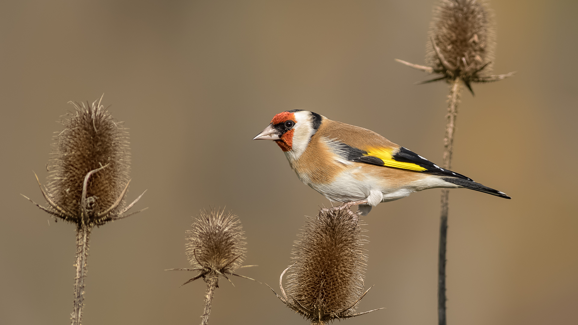 Saka » European Goldfinch » Carduelis carduelis