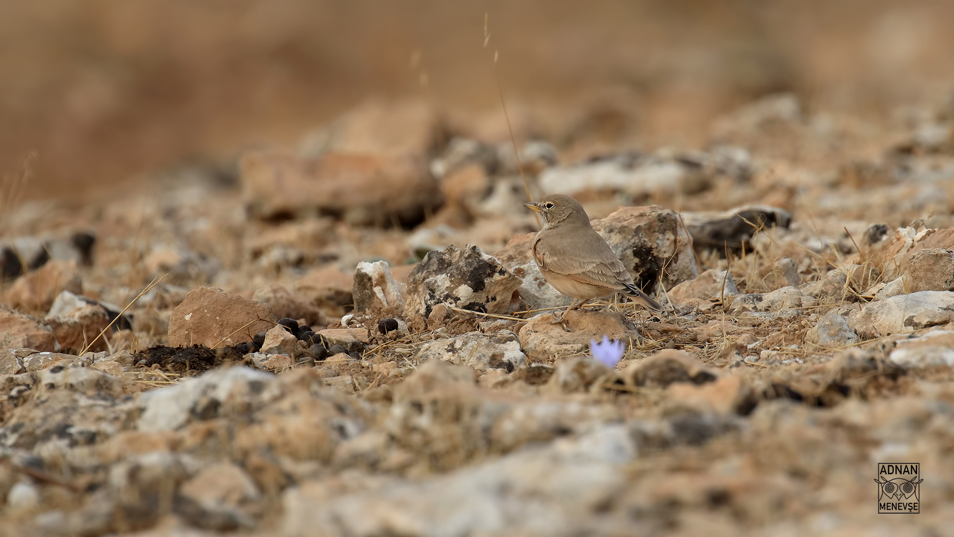 Çöl toygarı » Desert Lark » Ammomanes deserti