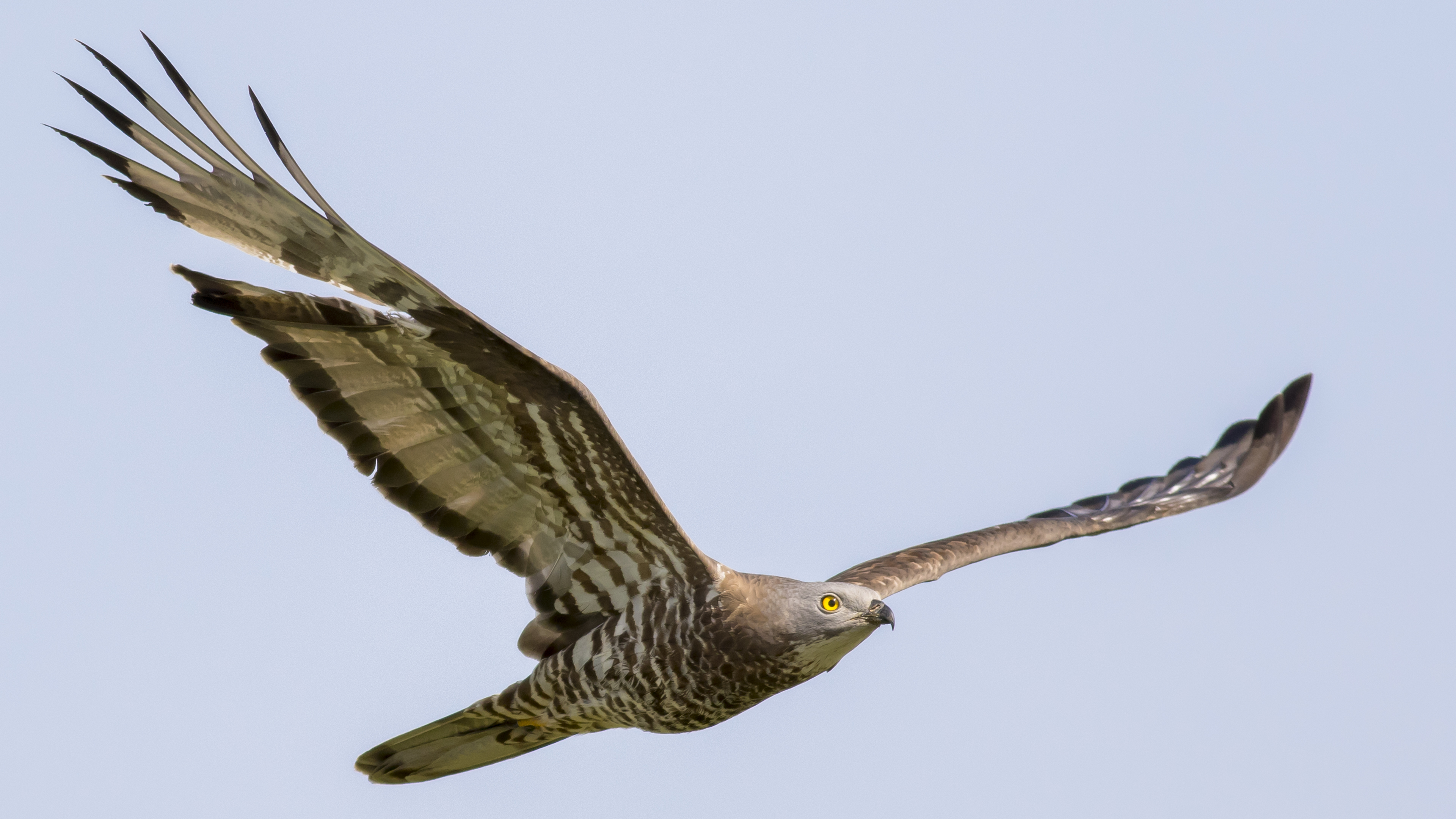 Arı şahini » European Honey Buzzard » Pernis apivorus