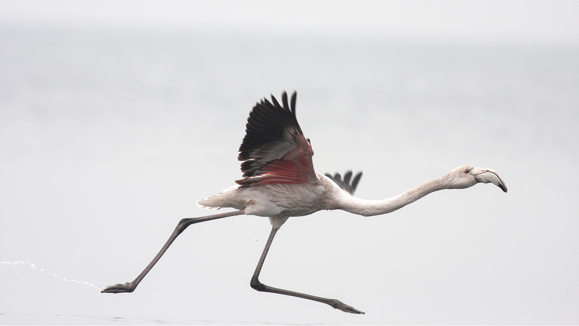 Flamingo » Greater Flamingo » Phoenicopterus roseus