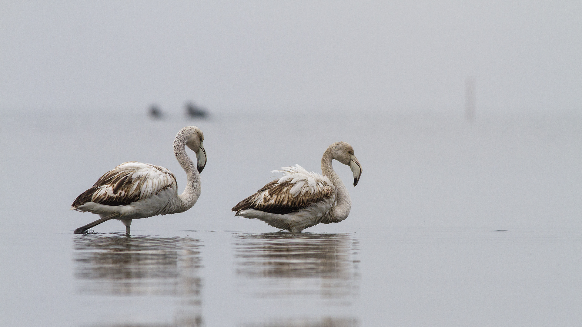 Flamingo » Greater Flamingo » Phoenicopterus roseus