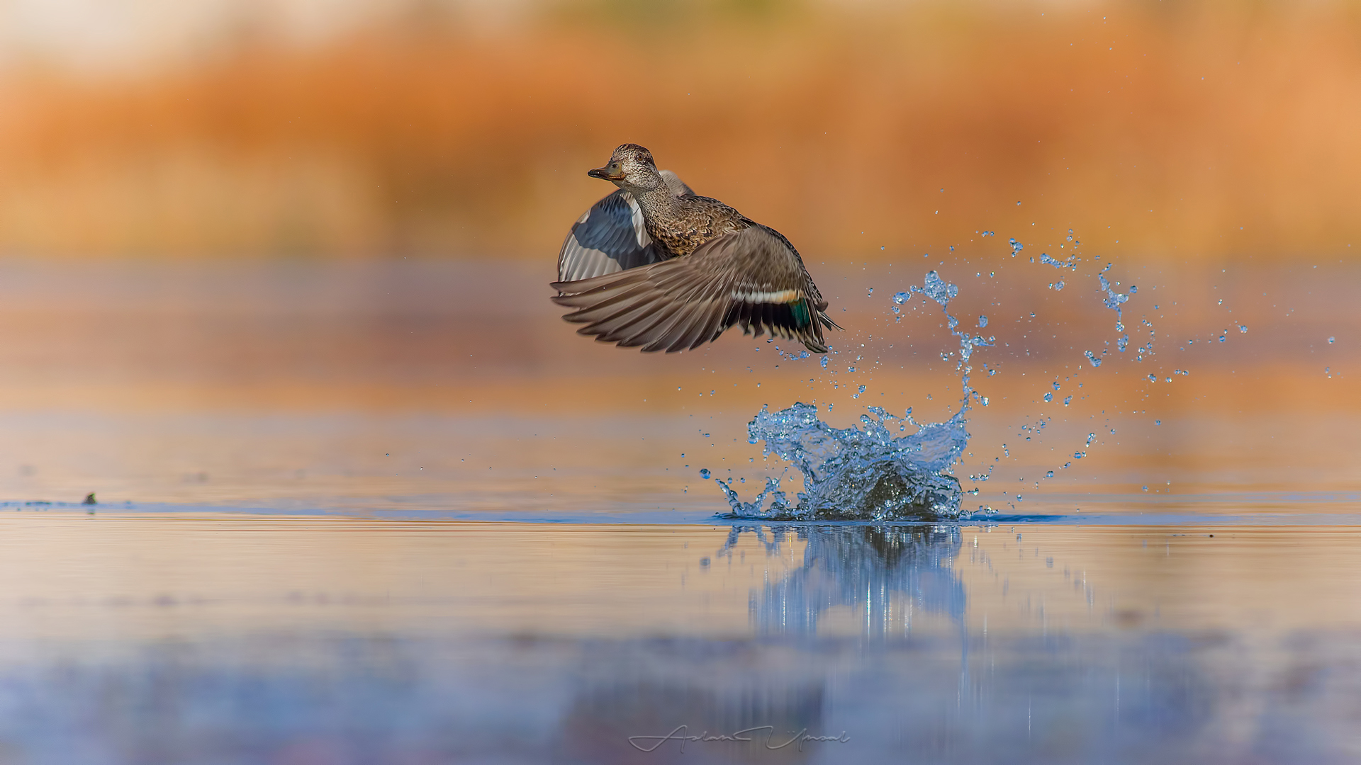 Çamurcun » Eurasian Teal » Anas crecca