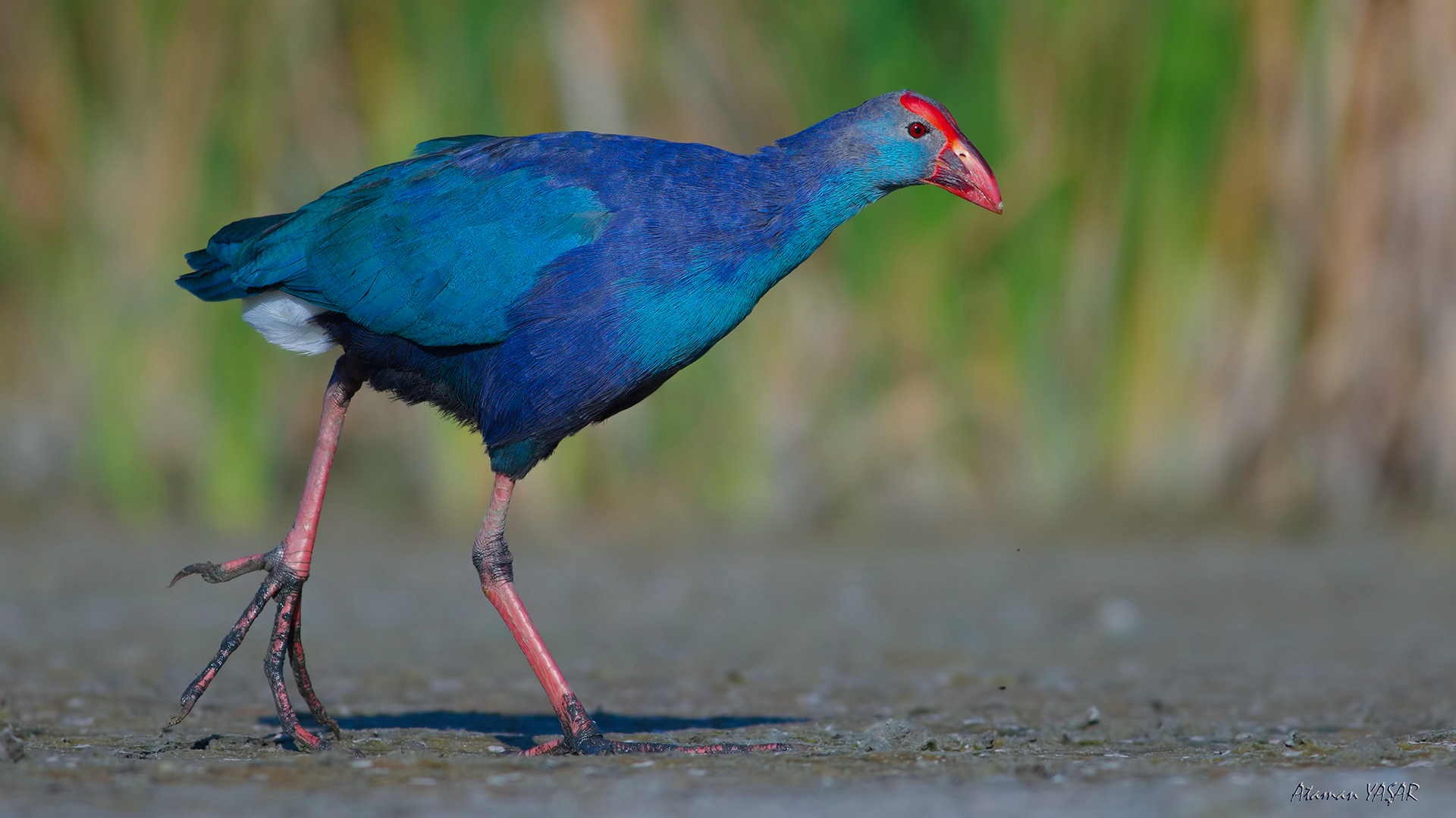 Sazhorozu » Purple Swamphen » Porphyrio porphyrio