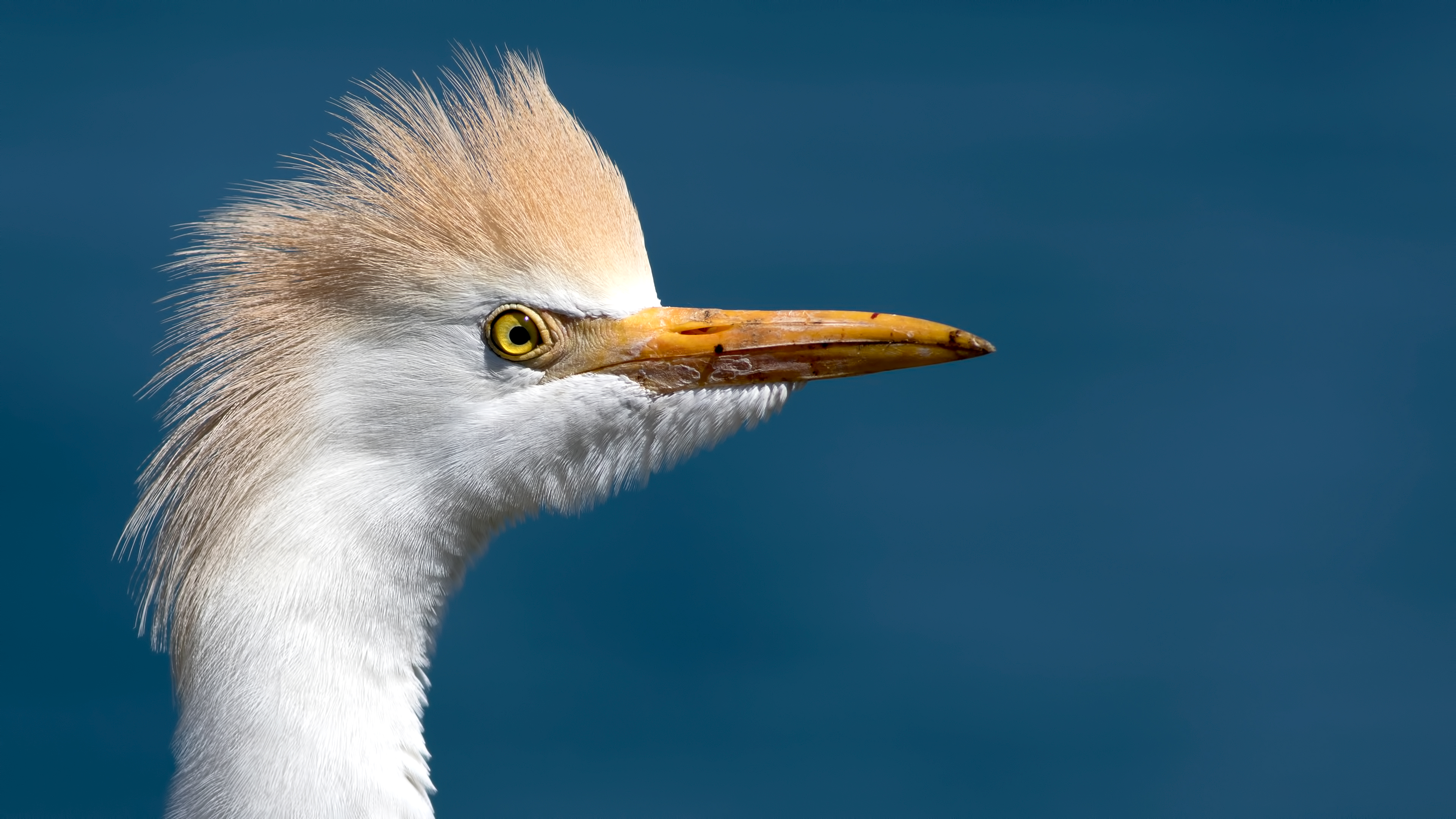 Sığır balıkçılı » Western Cattle Egret » Bubulcus ibis