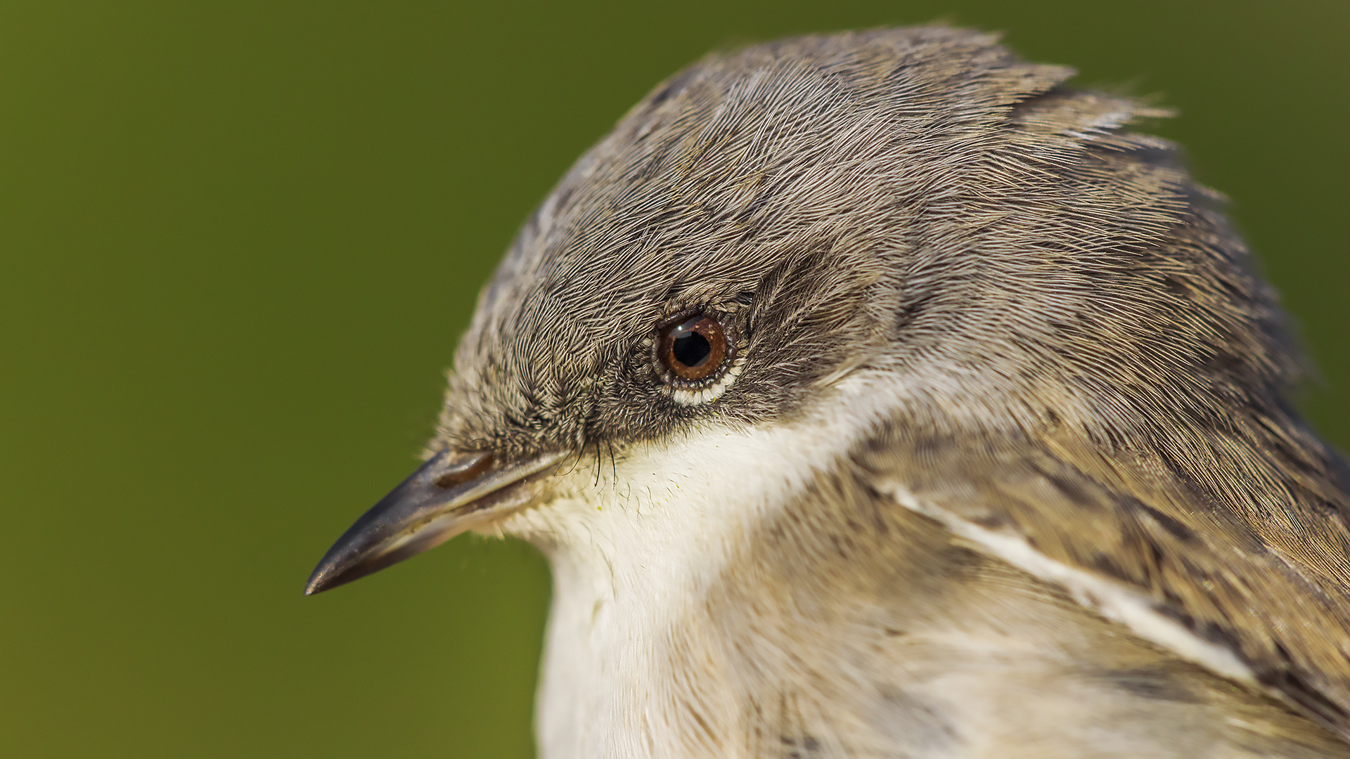 Küçük akgerdanlı ötleğen » Lesser Whitethroat » Sylvia curruca