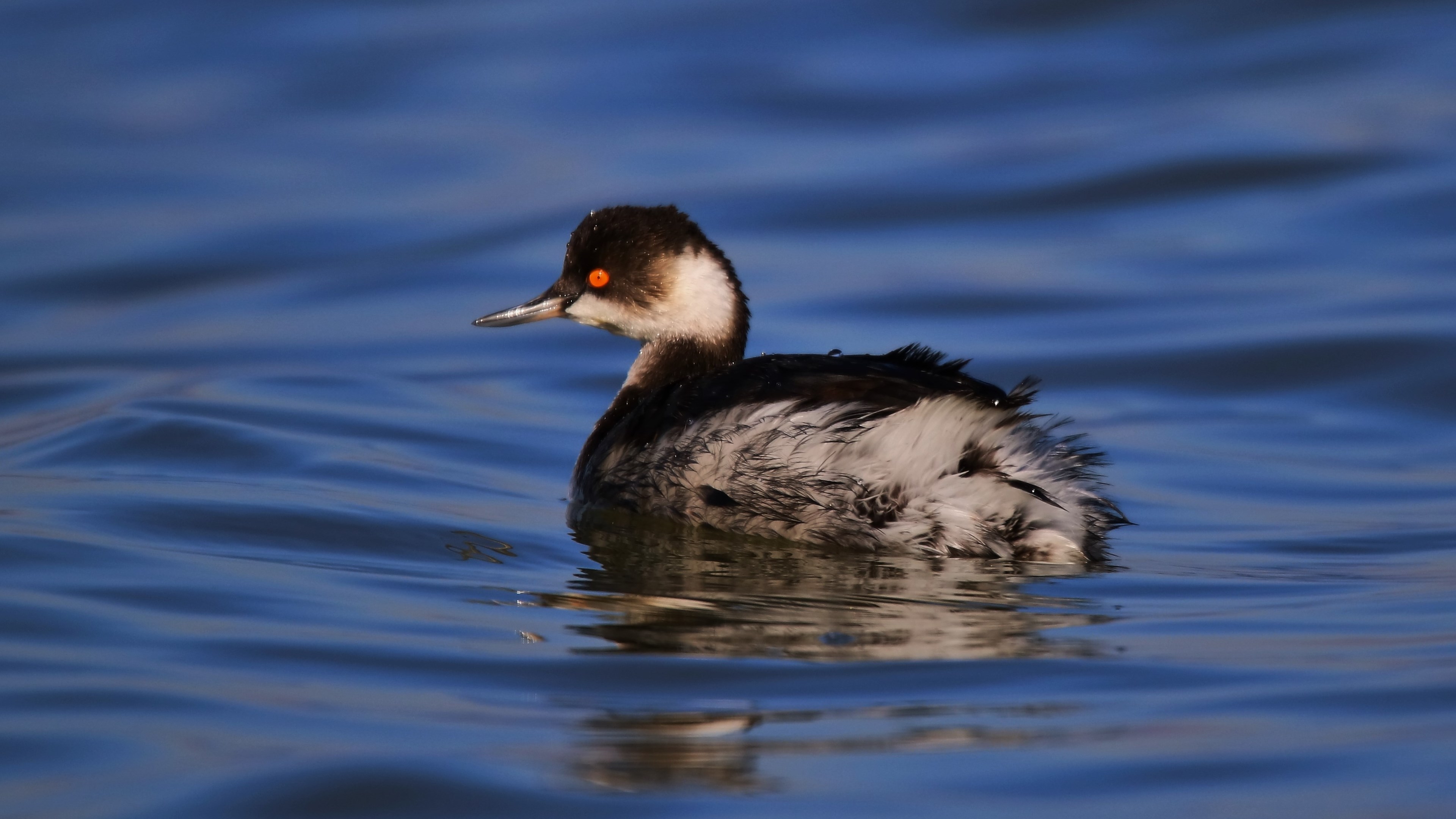 Karaboyunlu batağan » Black-necked Grebe » Podiceps nigricollis