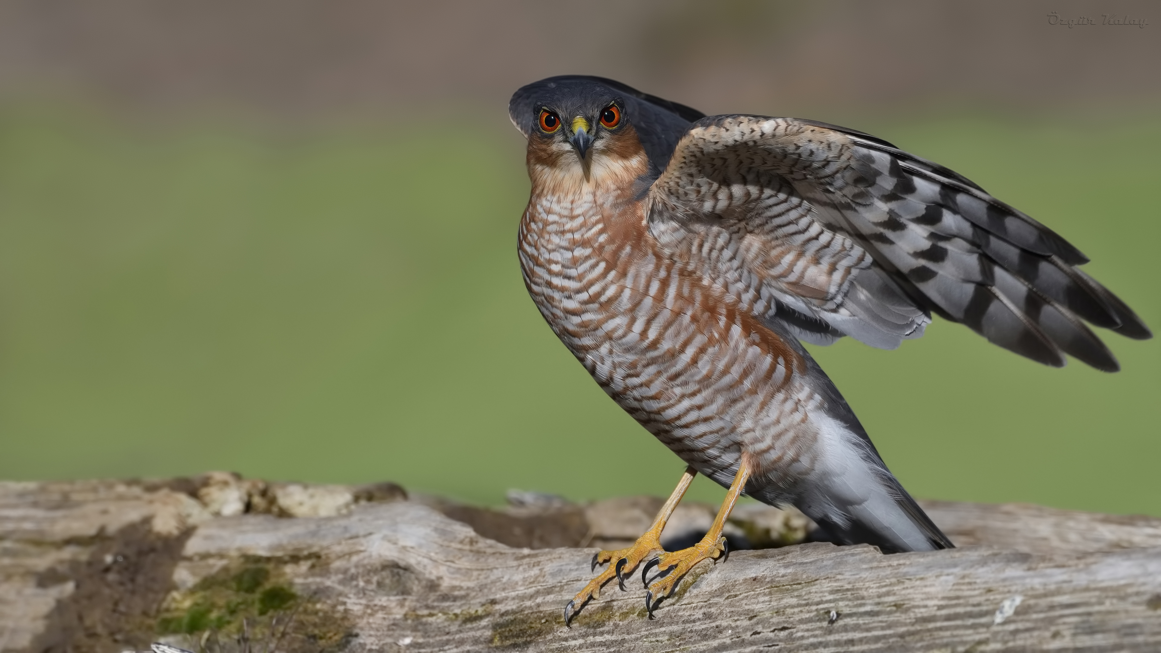 Atmaca » Eurasian Sparrowhawk » Accipiter nisus