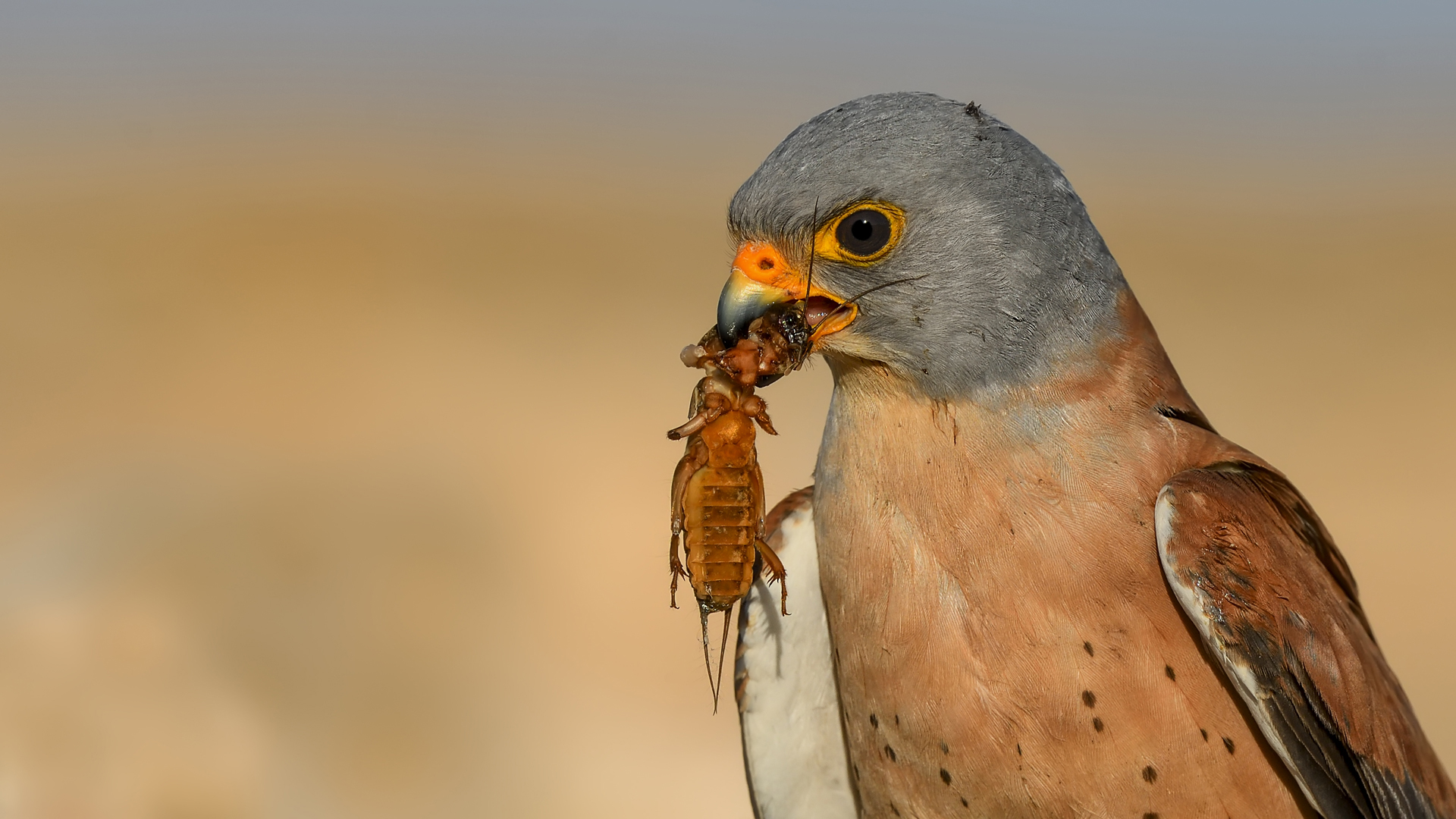 Küçük kerkenez » Lesser Kestrel » Falco naumanni