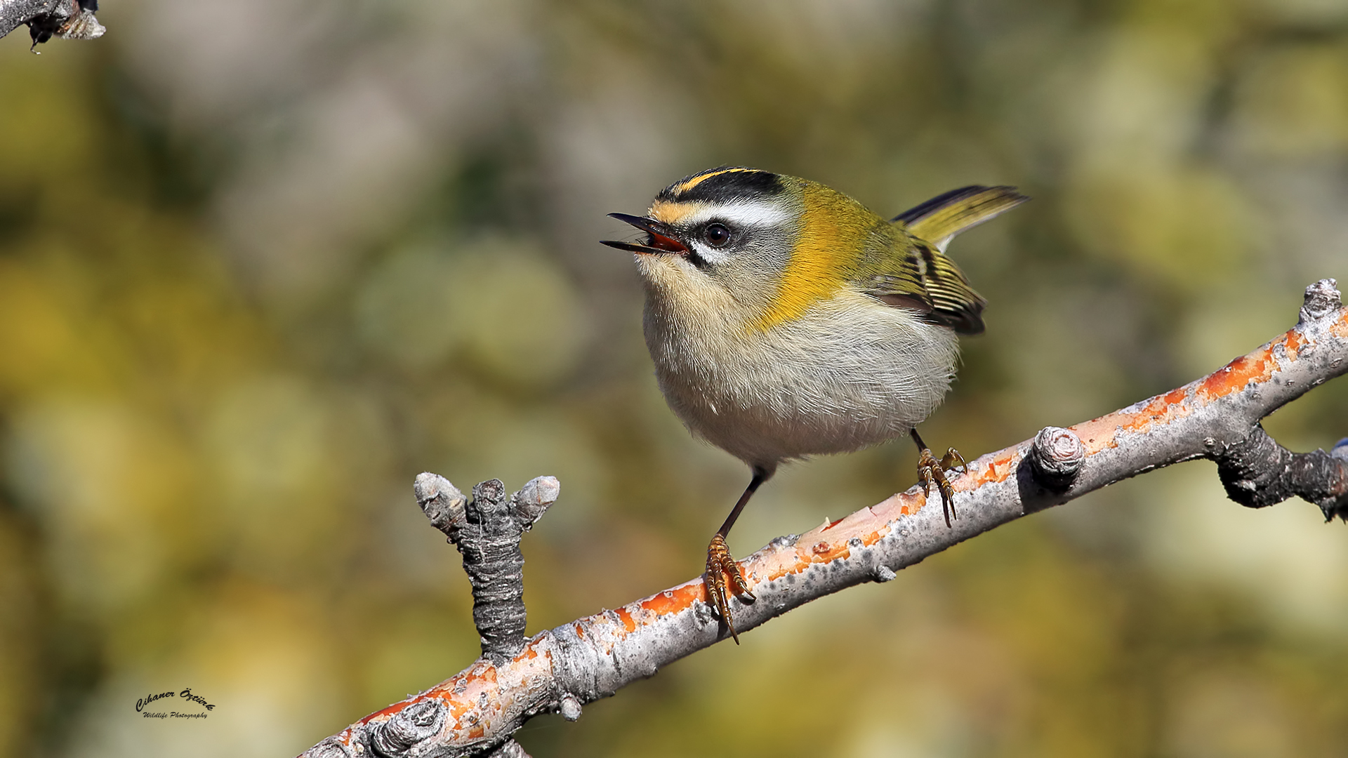 Sürmeli çalıkuşu » Common Firecrest » Regulus ignicapilla